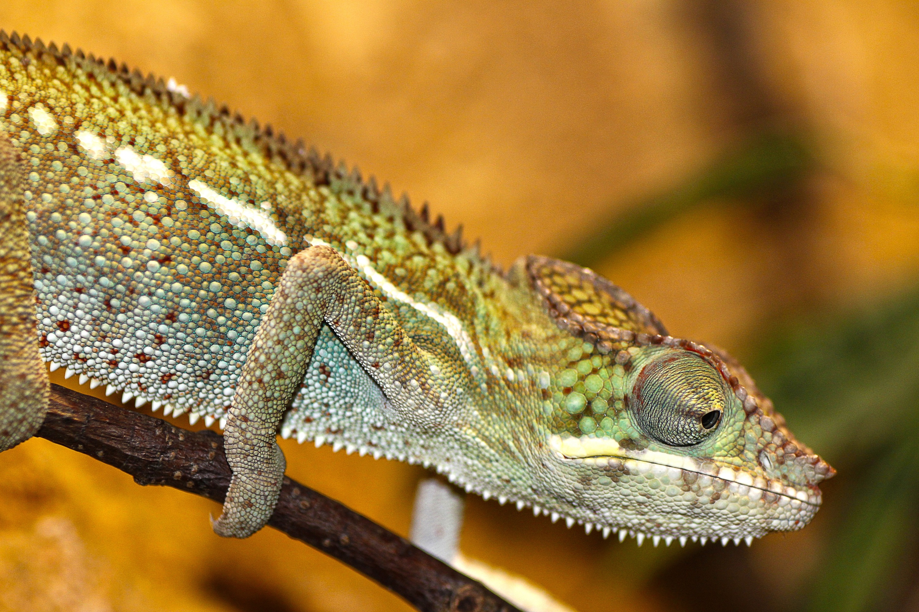 Free download wallpaper Animal, Lizard, Reptile, Chameleon, Reptiles on your PC desktop
