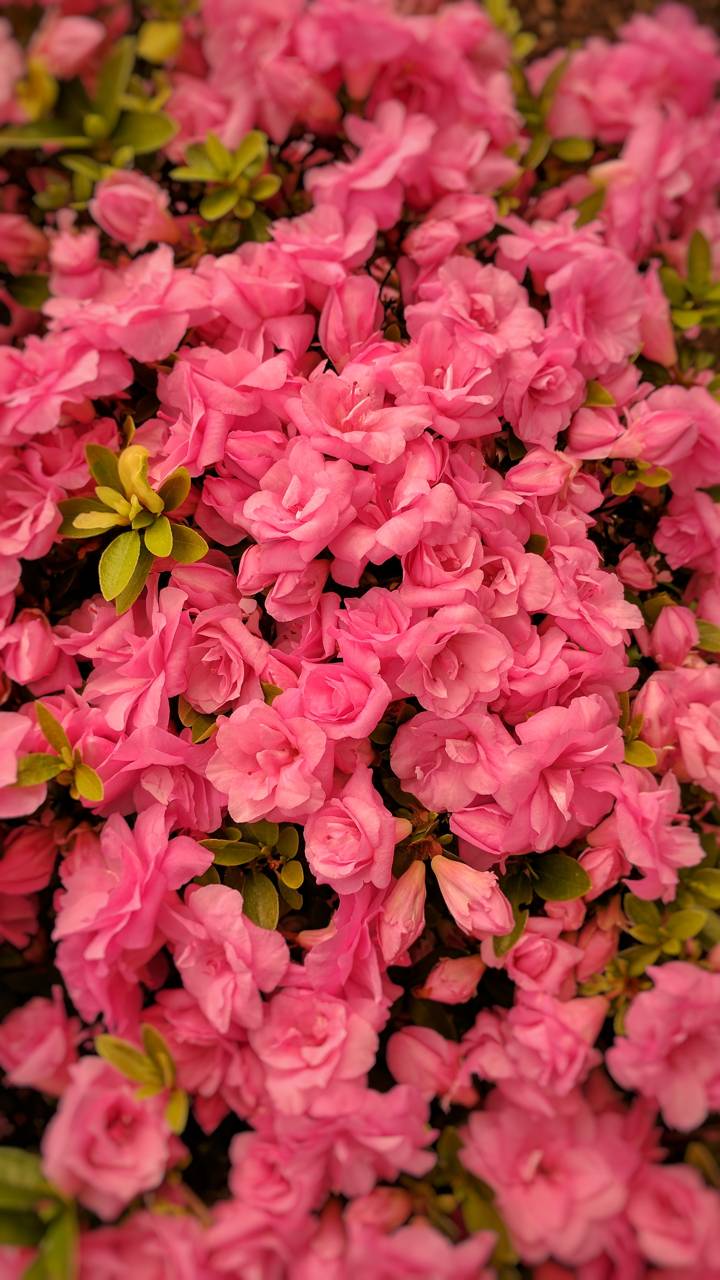 Download mobile wallpaper Flowers, Flower, Earth, Azalea, Pink Flower for free.