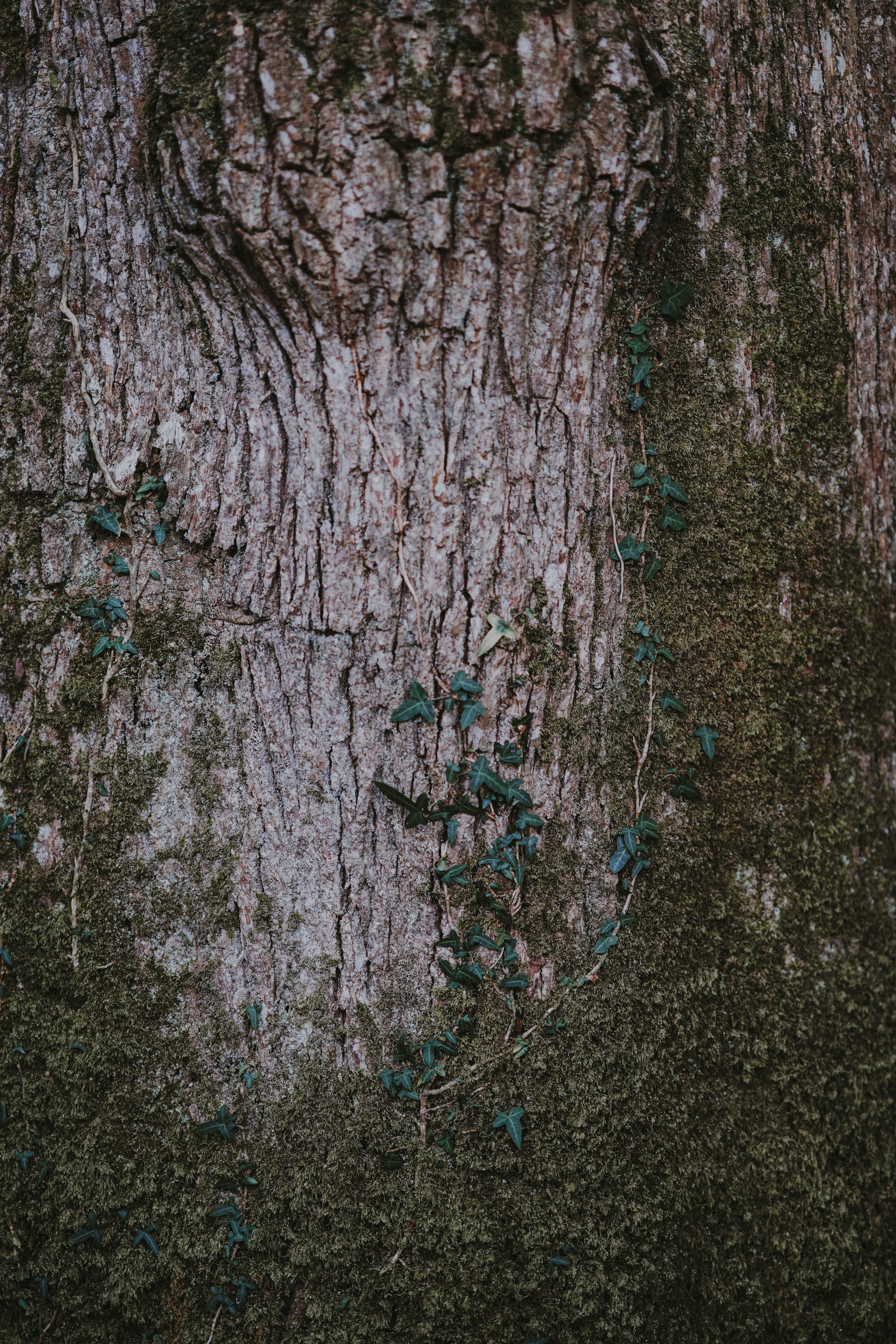 vertical wallpaper moss, nature, wood, tree, surface, bark