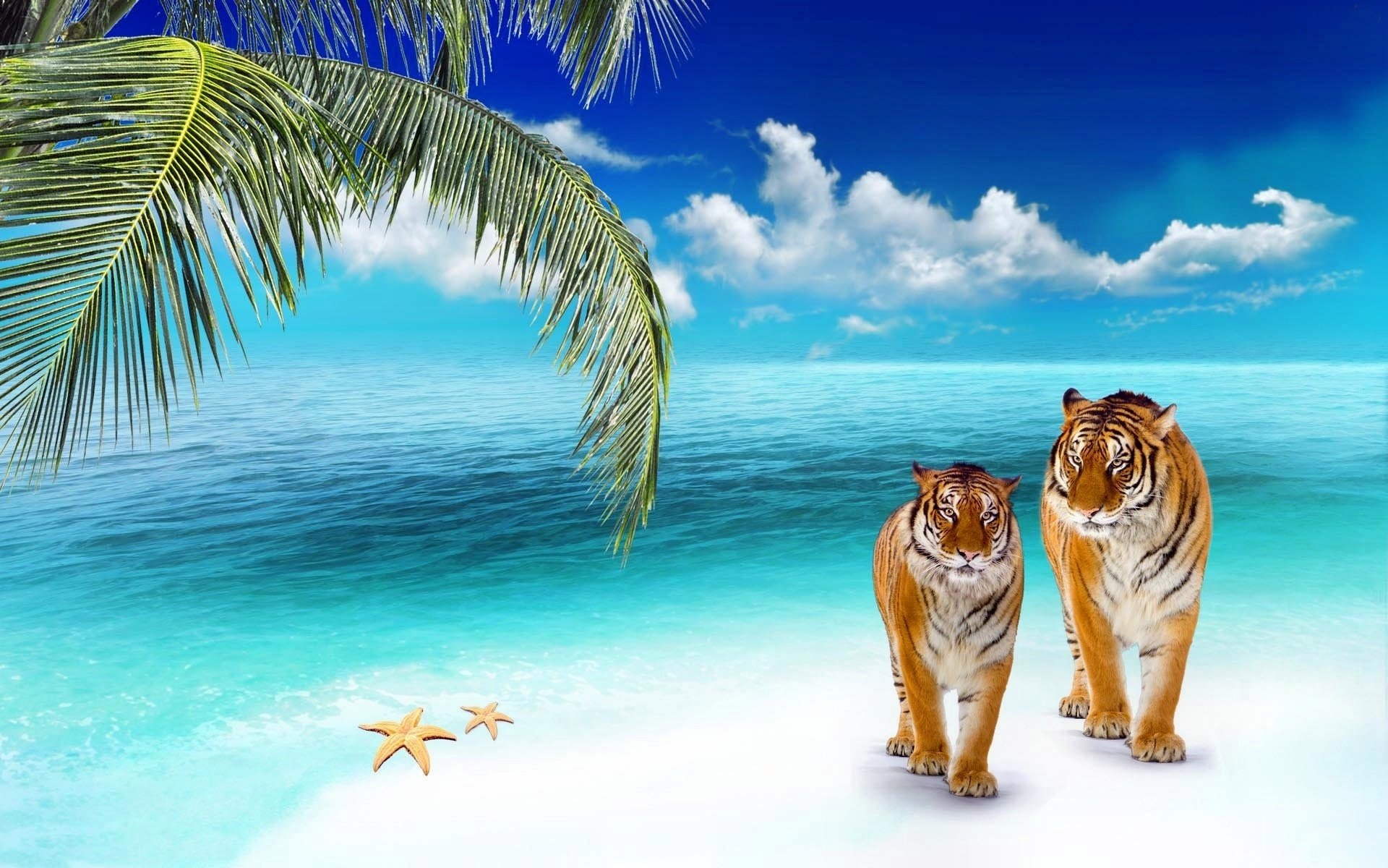 Скачать картинку Животные, Тигр, Кошки в телефон бесплатно.
