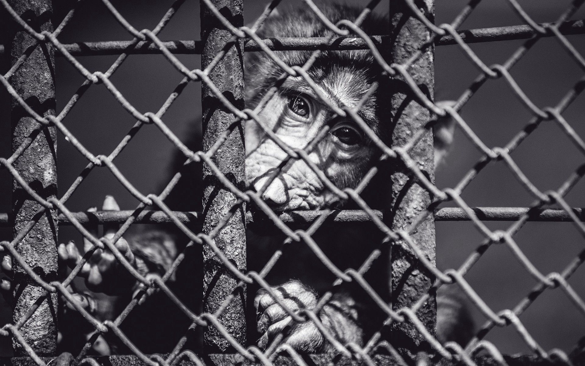 Free download wallpaper Muzzle, Bw, Animals, Chb, Cell, Cage, Monkey on your PC desktop