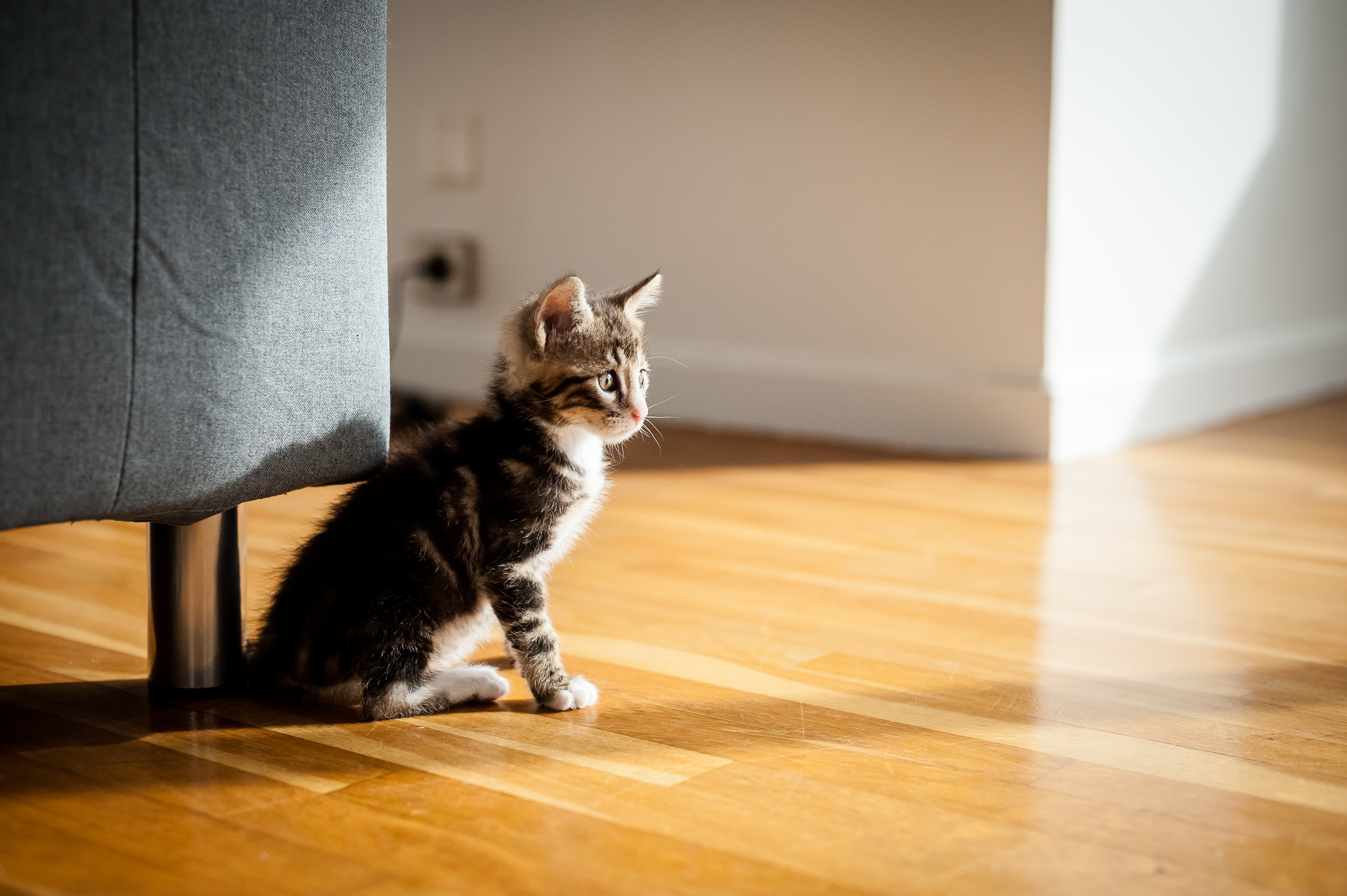 Téléchargez gratuitement l'image Animaux, Chats, Chat, Chaton, Bébé Animal sur le bureau de votre PC