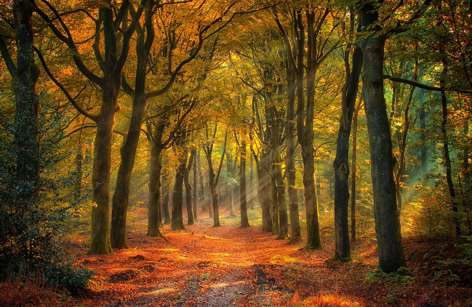 Скачать картинку Природа, Осень, Лес, Дерево, Солнечный Луч, Земля/природа в телефон бесплатно.