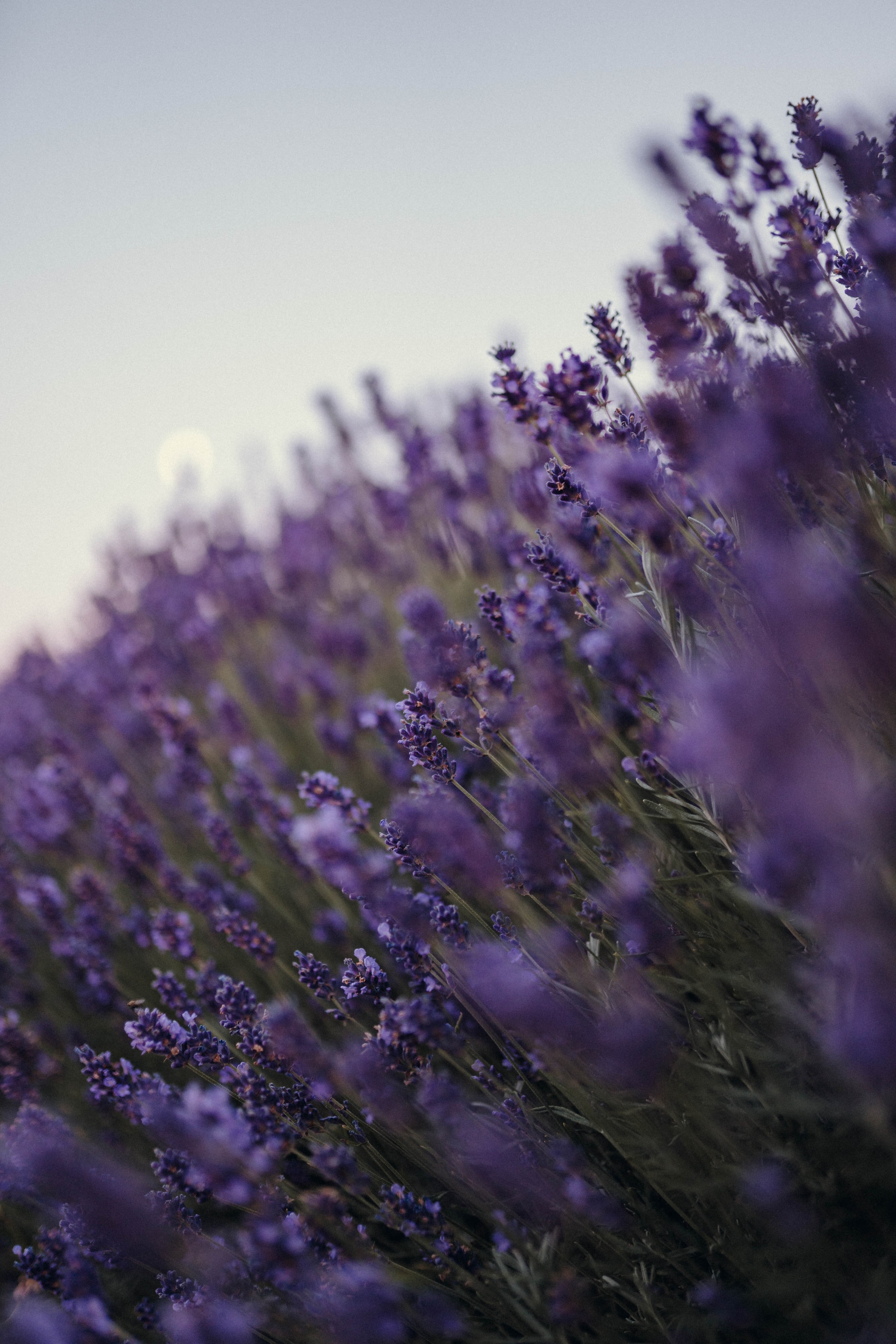 lavender, flowers, violet, purple, wildflowers