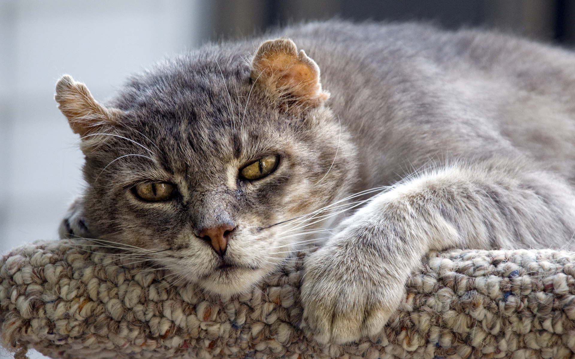 Baixe gratuitamente a imagem Animais, Gato na área de trabalho do seu PC