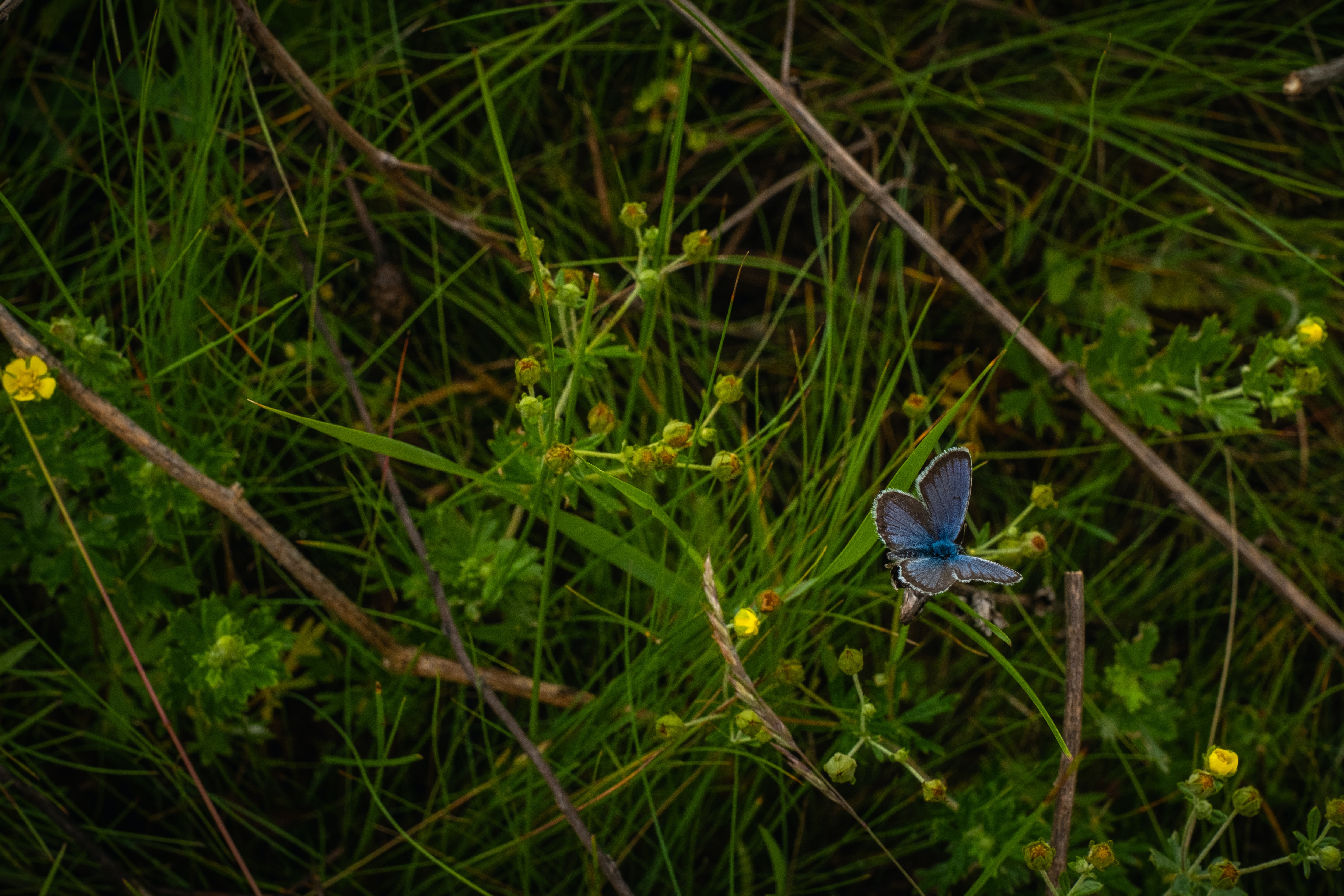 無料モバイル壁紙草, 昆虫, 大きい, 青い, バタフライ, マクロ, 蝶をダウンロードします。