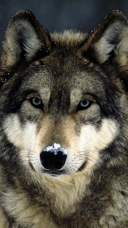Descarga gratuita de fondo de pantalla para móvil de Animales, Lobo Gris, Wolves.