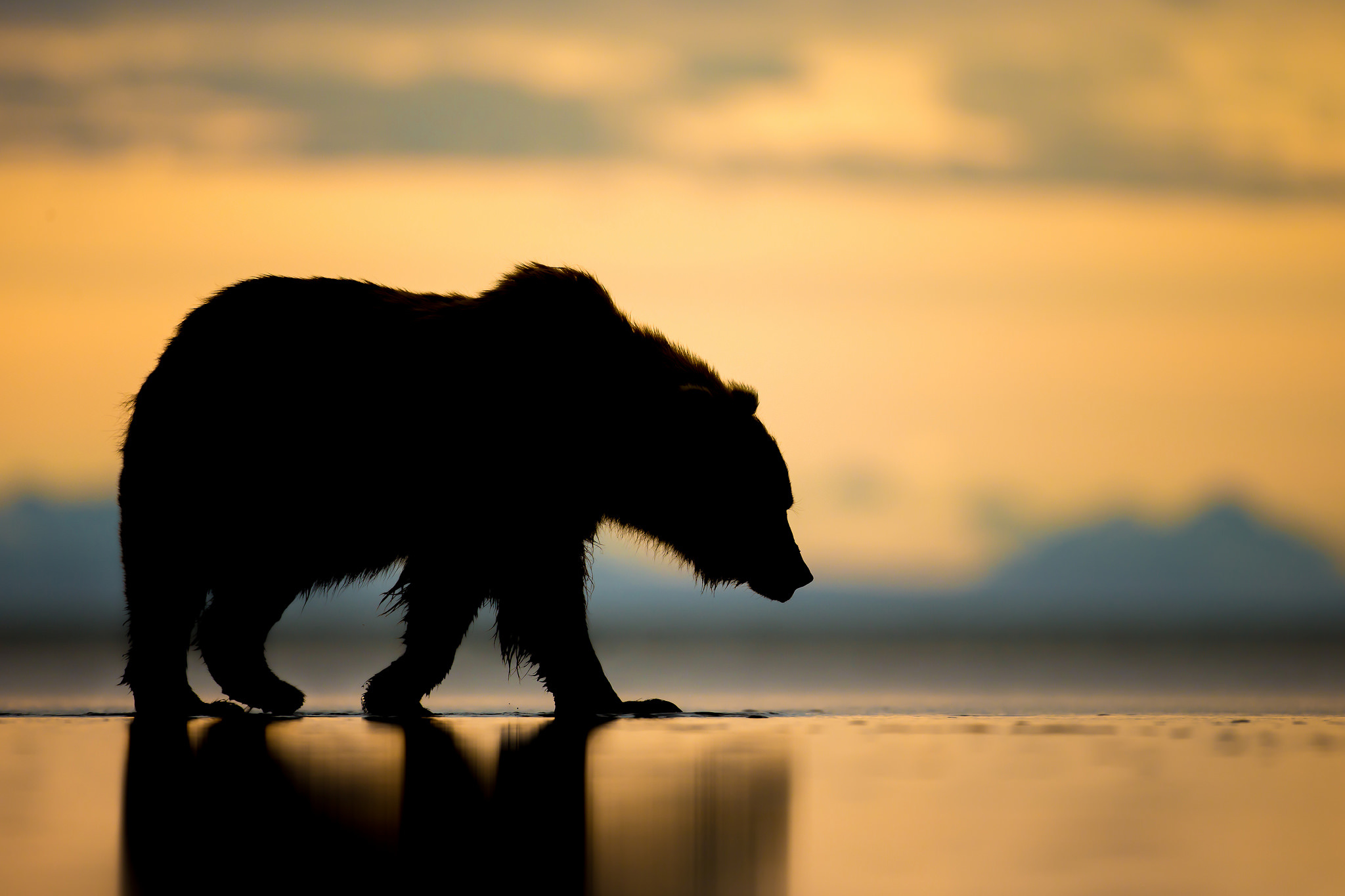 374138 télécharger l'image ours, animaux, alaska, silhouette, coucher de soleil - fonds d'écran et économiseurs d'écran gratuits