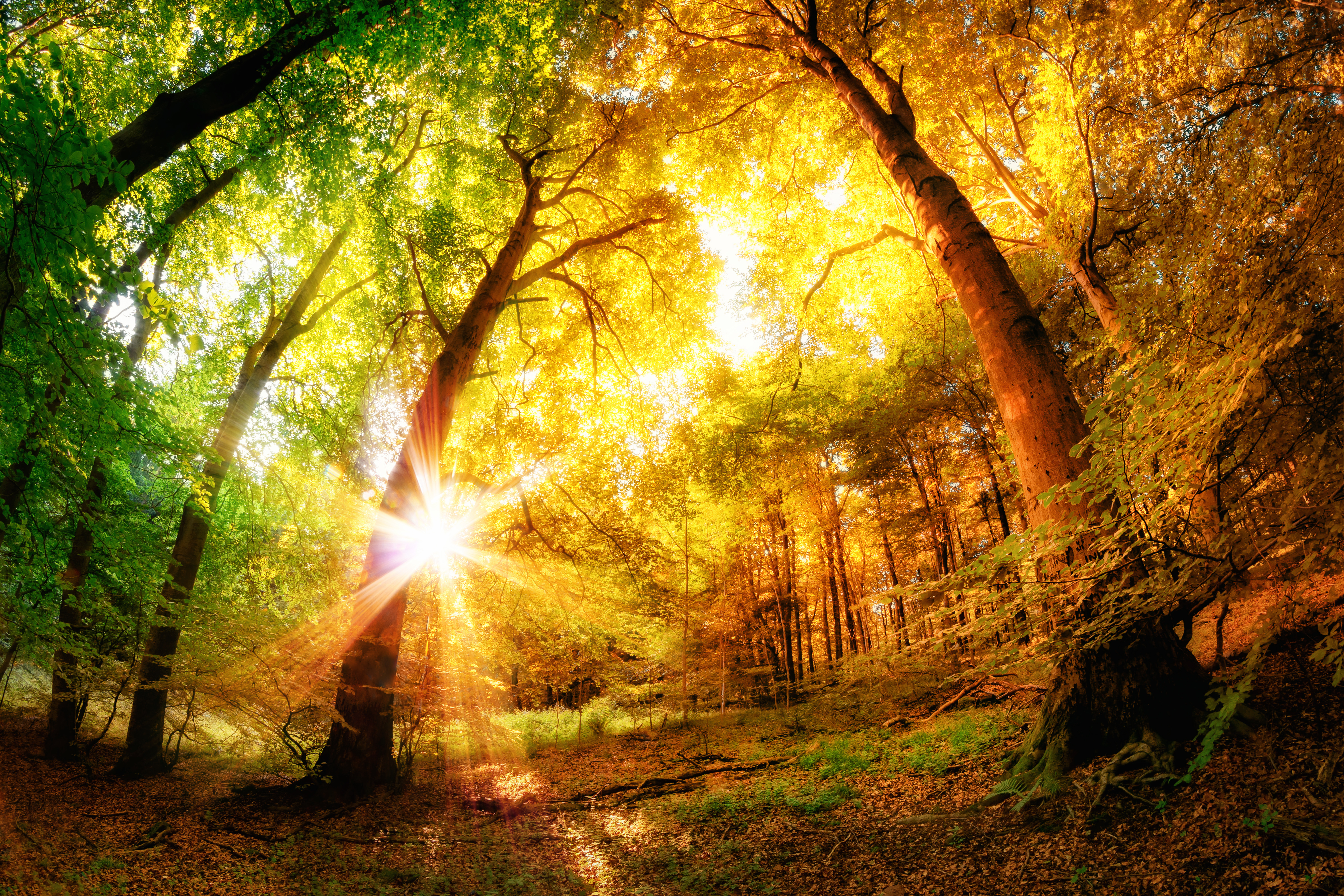 Download mobile wallpaper Fall, Earth, Sunbeam for free.