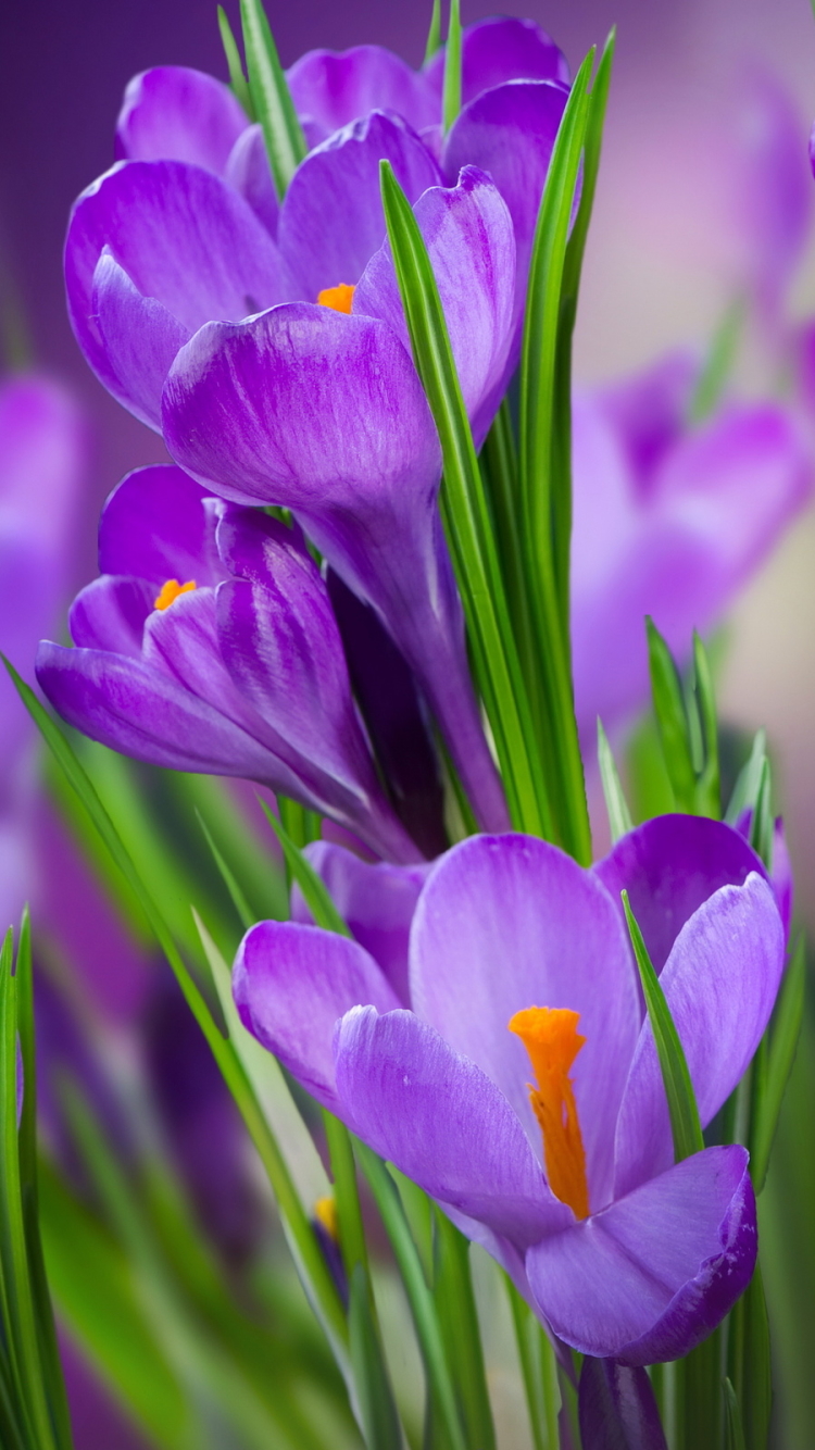 Download mobile wallpaper Flowers, Flower, Earth, Crocus, Purple Flower for free.