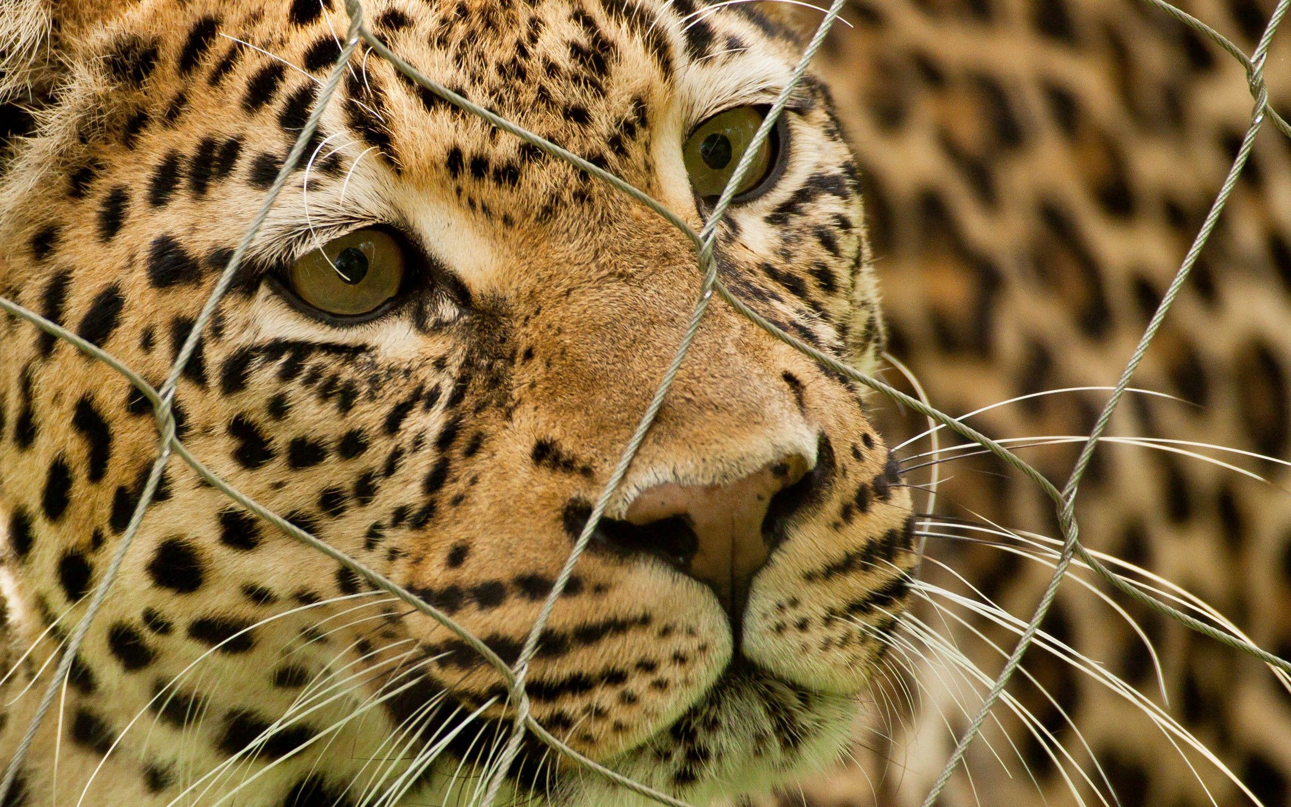 Download mobile wallpaper Spotty, Spotted, Animals, Predator, Leopard, Grid for free.