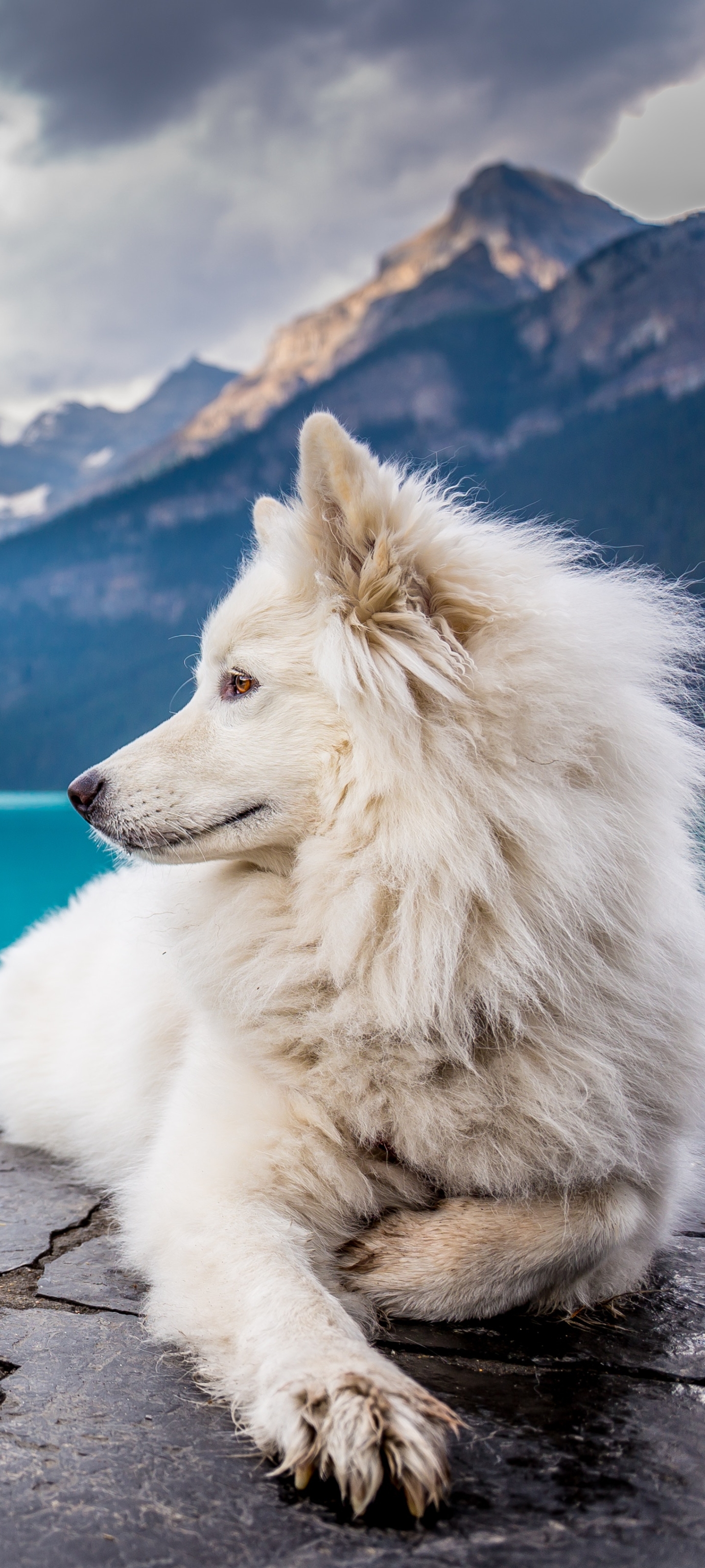 Téléchargez gratuitement l'image Animaux, Chiens, Chien sur le bureau de votre PC