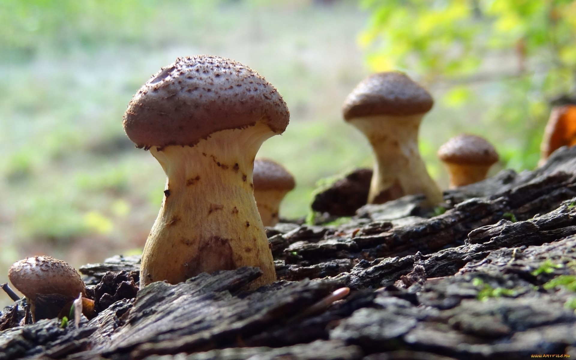 Téléchargez des papiers peints mobile Champignon, Terre/nature gratuitement.