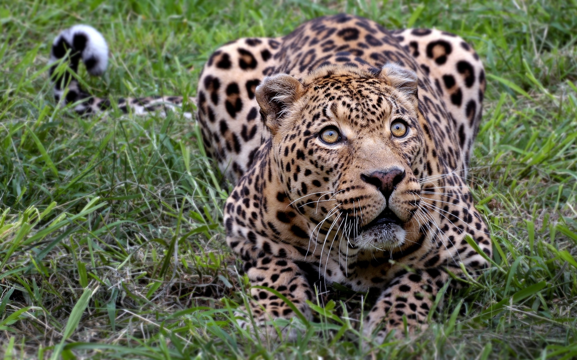 34991 baixar imagens animais, leopards - papéis de parede e protetores de tela gratuitamente