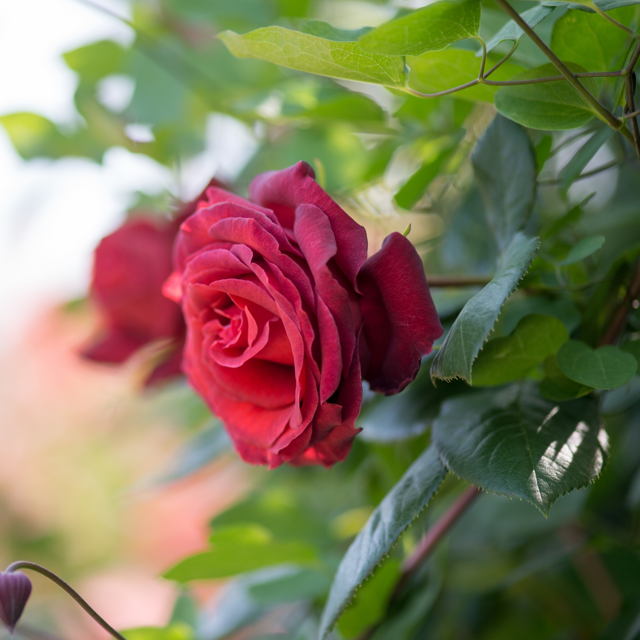 Téléchargez des papiers peints mobile Fleurs, Rose, Fleur, Macro, Feuille, Terre/nature gratuitement.