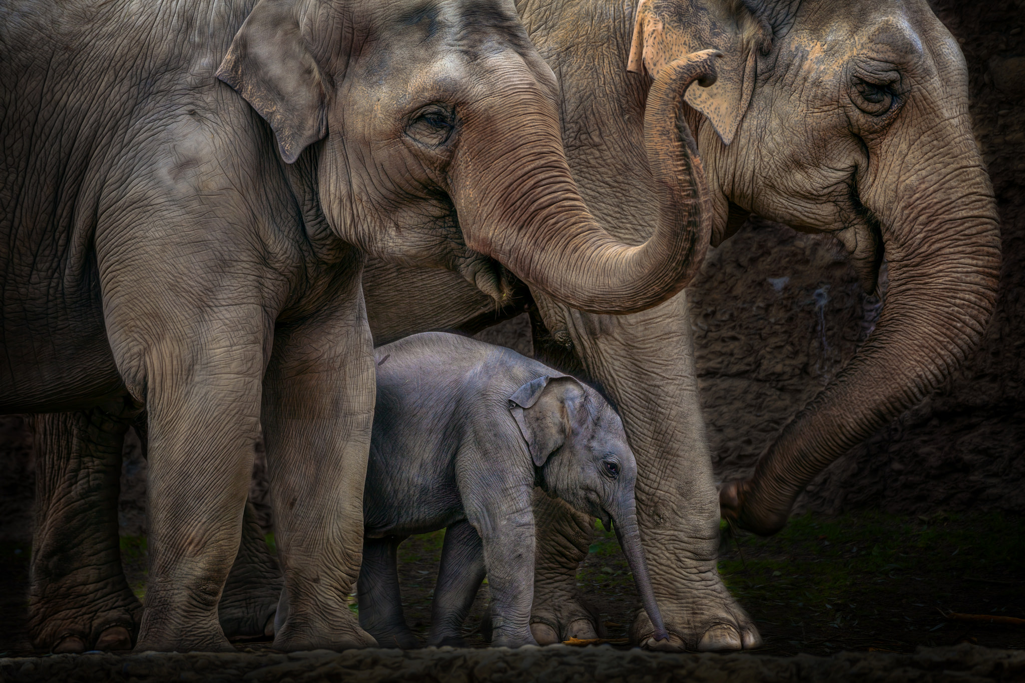 Laden Sie das Asiatischer Elefant, Elefanten, Tiere-Bild kostenlos auf Ihren PC-Desktop herunter