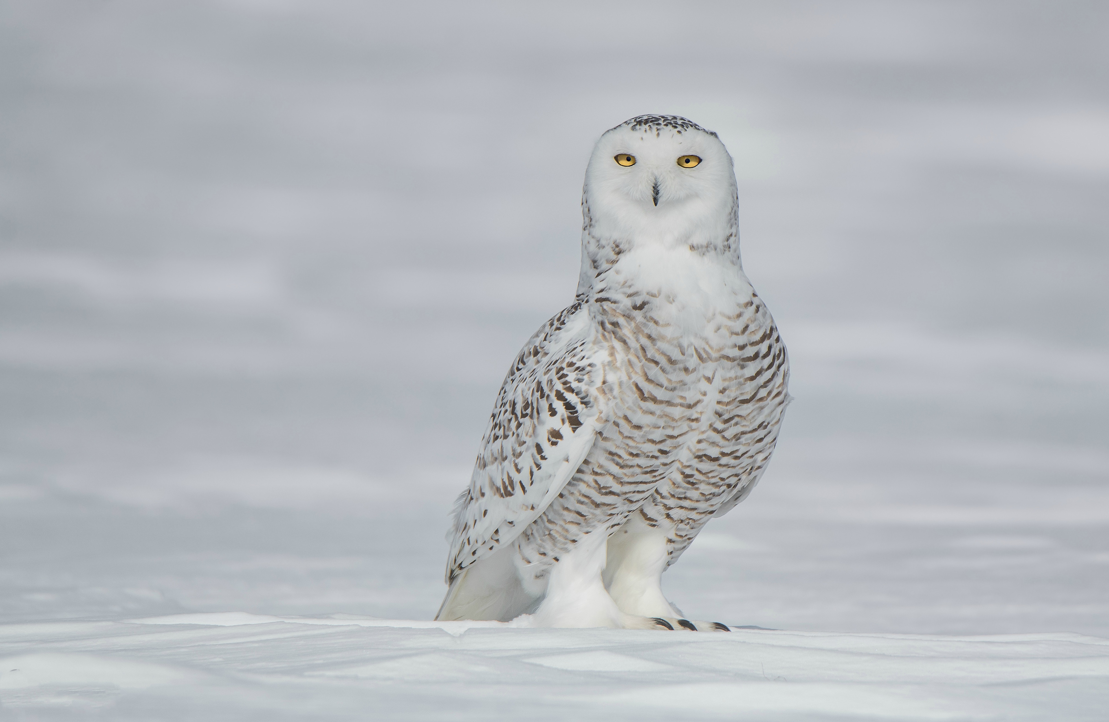 Free download wallpaper Winter, Birds, Owl, Snow, Bird, Animal, Snowy Owl on your PC desktop