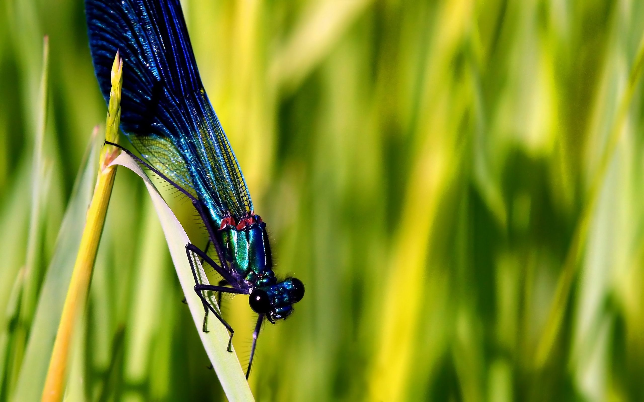 170525 descargar imagen animales, libélula, insectos: fondos de pantalla y protectores de pantalla gratis