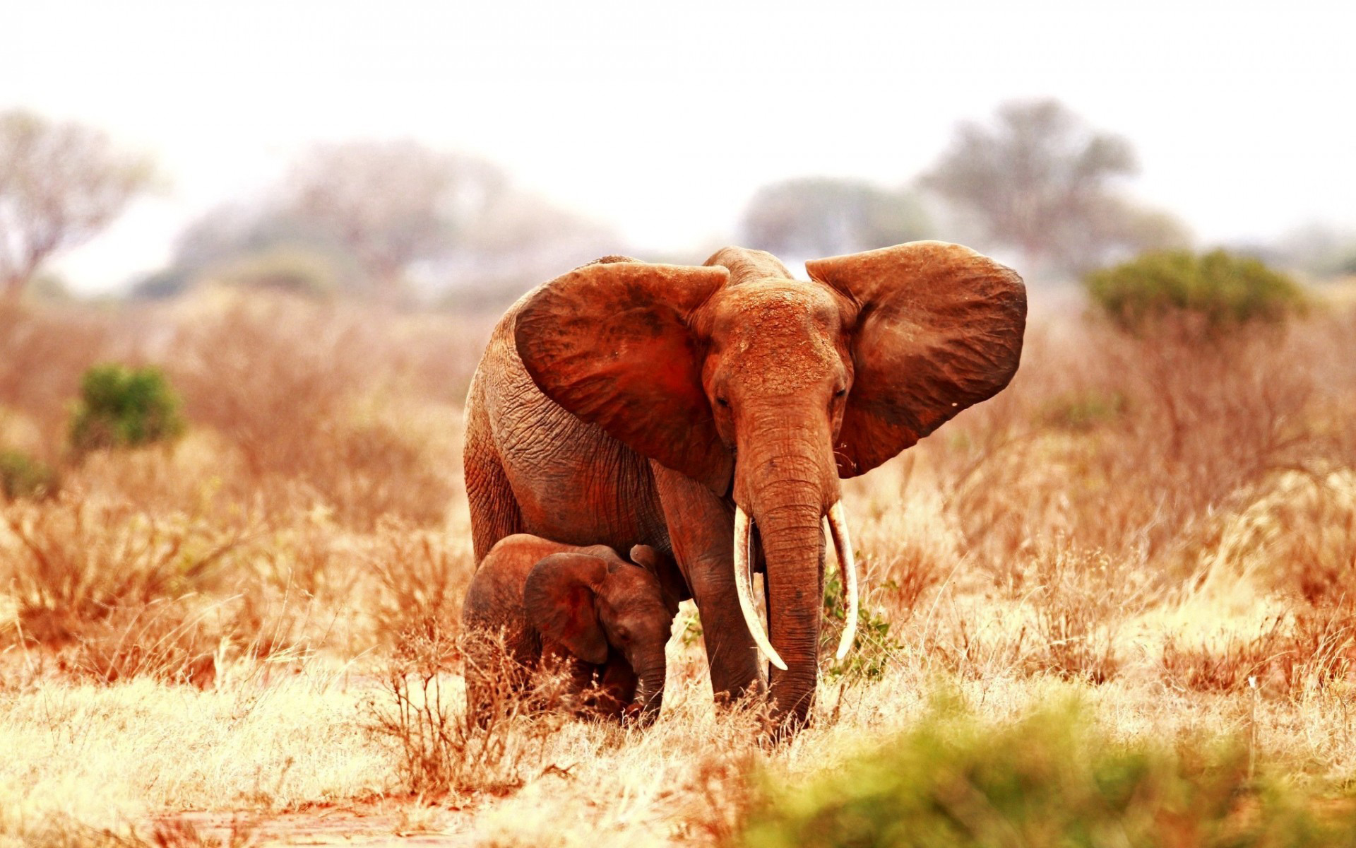 Baixe gratuitamente a imagem Animais, Elefantes, Elefante Da Savana na área de trabalho do seu PC