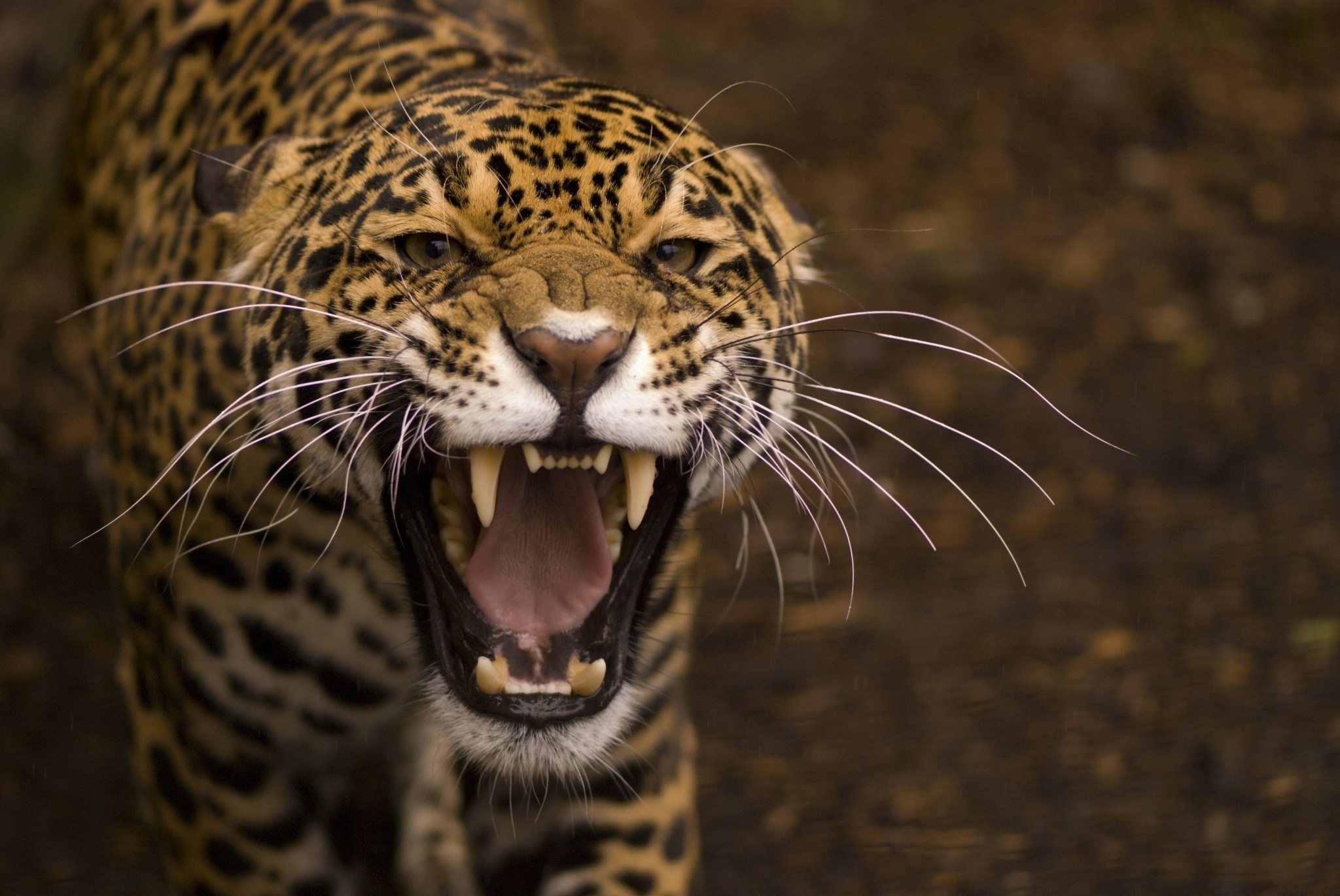 1441288 Bild herunterladen tiere, jaguar - Hintergrundbilder und Bildschirmschoner kostenlos