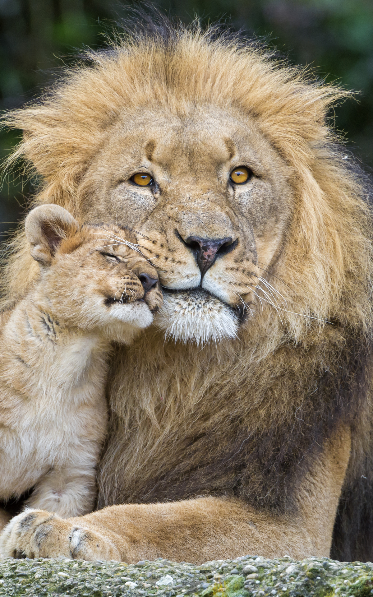 無料モバイル壁紙動物, ライオン, 猫, 可愛い, 愛する, 赤ちゃん動物, カブをダウンロードします。