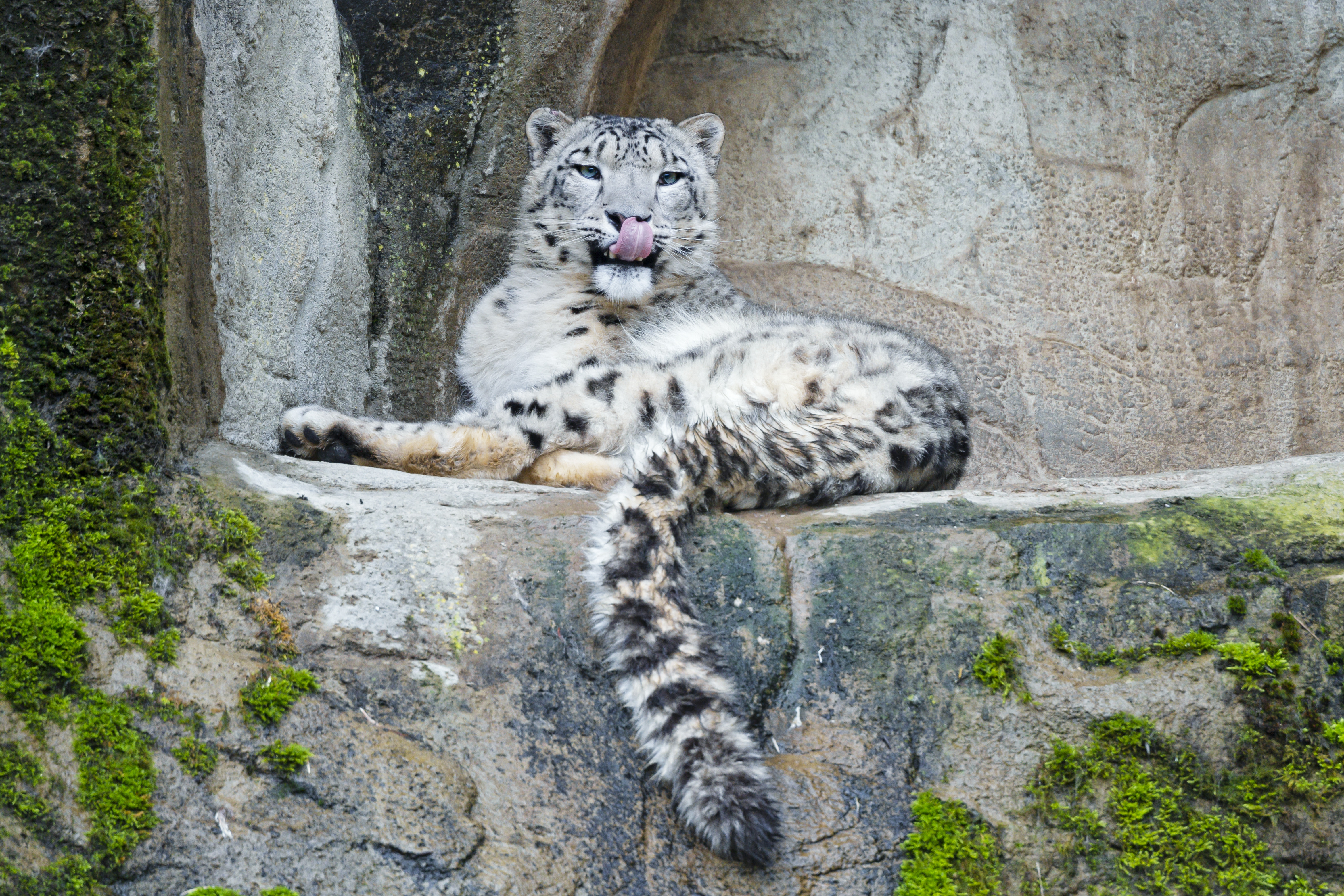 stones, animals, snow leopard, predator, big cat, protruding tongue, tongue stuck out