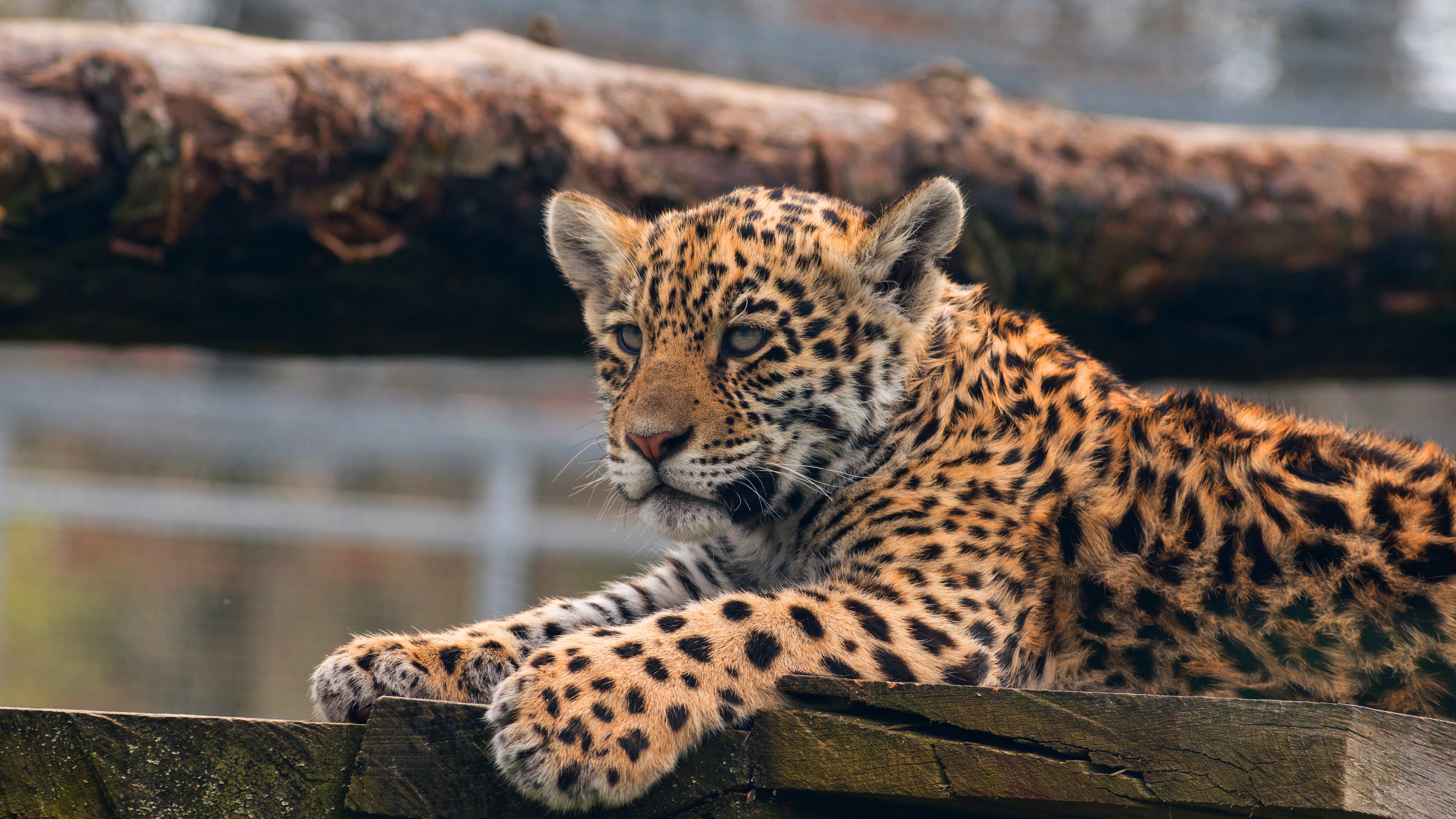 Download mobile wallpaper Cats, Leopard, Animal, Baby Animal for free.