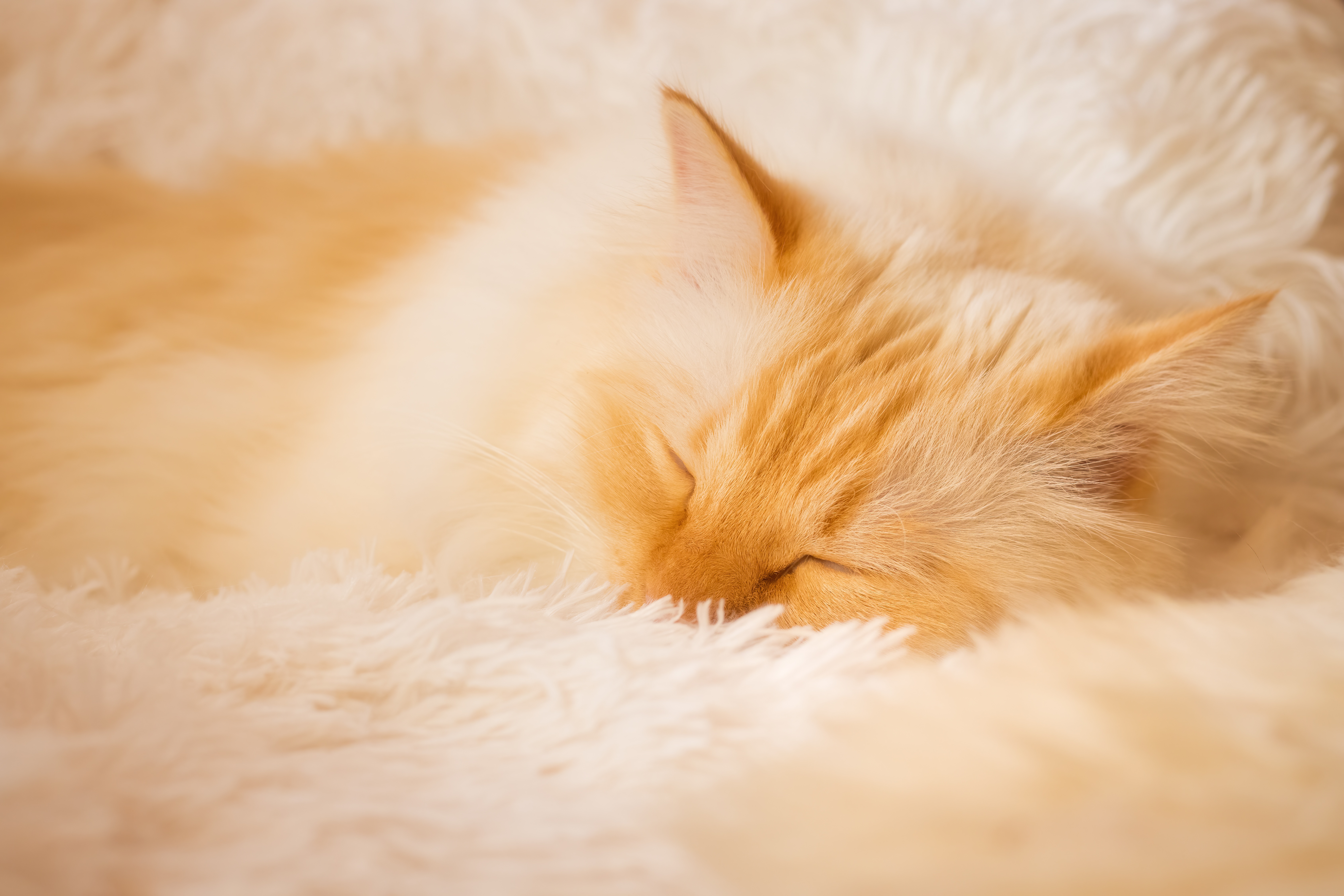 Free download wallpaper Cats, Cat, Animal, Sleeping on your PC desktop