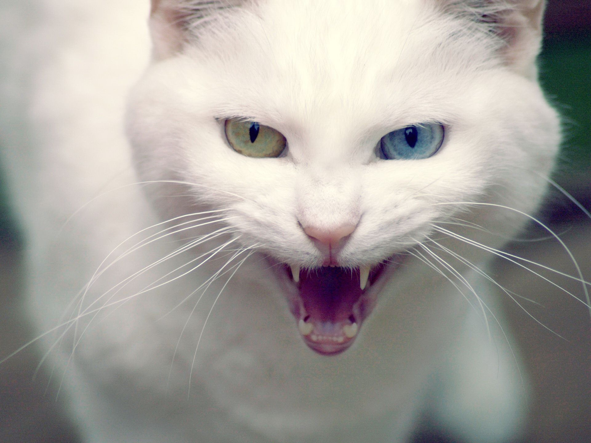 Free download wallpaper Cats, Cat, Animal, Heterochromia on your PC desktop