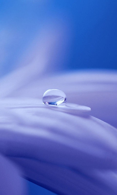 Download mobile wallpaper Nature, Flower, Close Up, Earth, Purple, Water Drop for free.