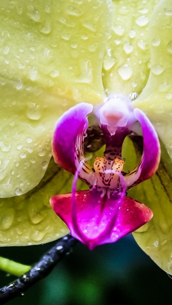 Скачать картинку Орхидея, Земля/природа, Флауэрсы в телефон бесплатно.
