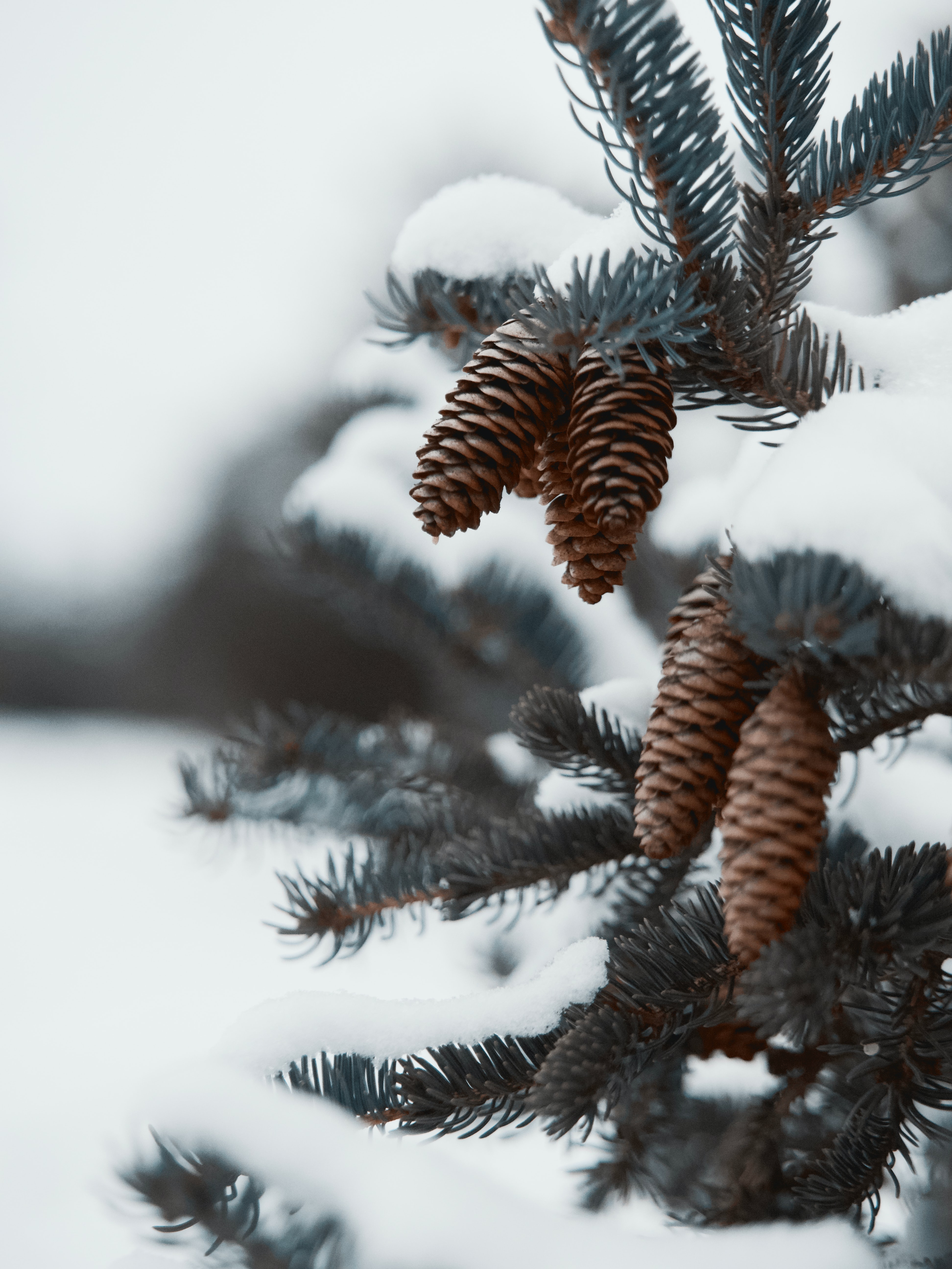 Free download wallpaper Cones, Plant, Branch, Needles, Snow, Macro on your PC desktop