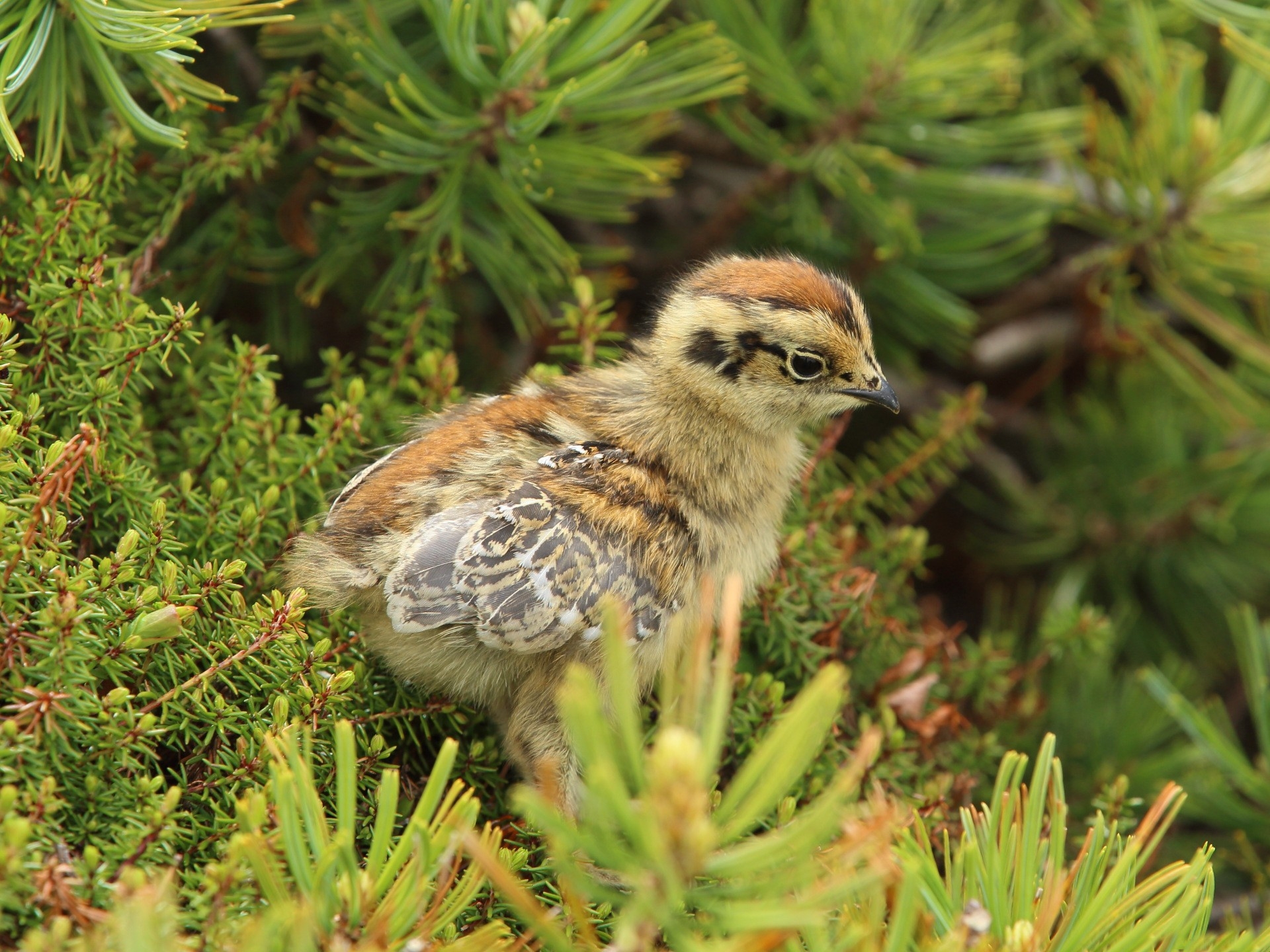 PCデスクトップに動物, 鳥画像を無料でダウンロード