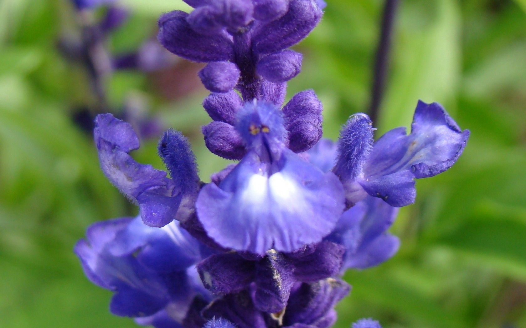 flowers, violet, green, blue, macro, purple, buds, inflorescence, villi