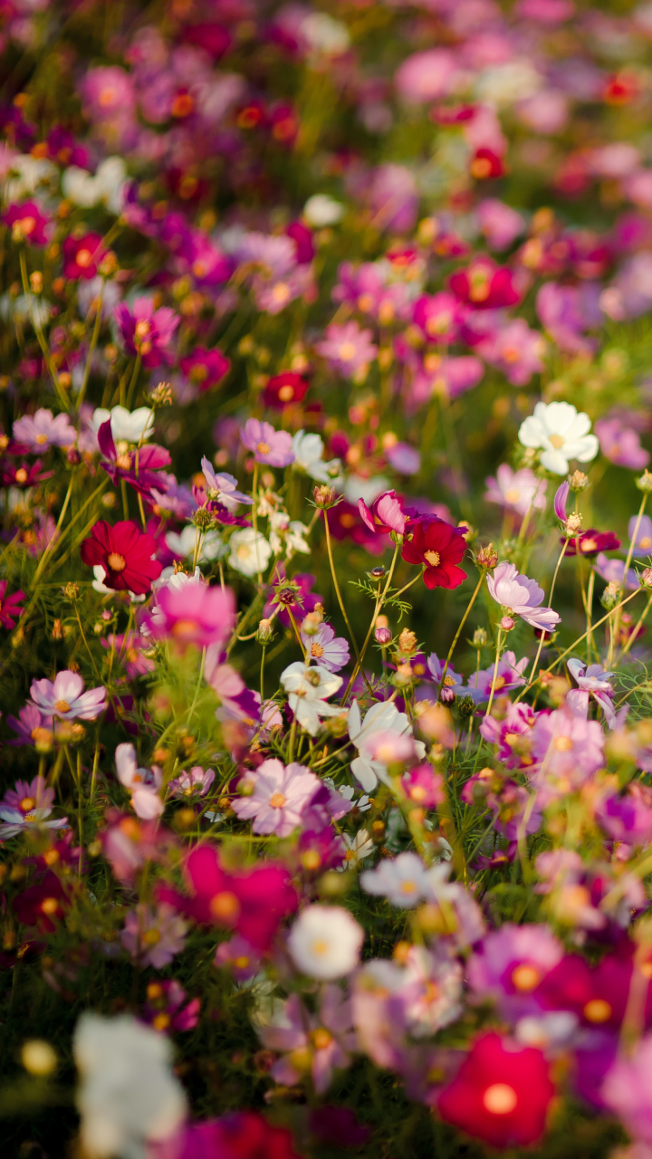 無料モバイル壁紙自然, フラワーズ, 花, 地球, ぼかし, 牧草地, 白い花, 赤い花, ピンクの花をダウンロードします。