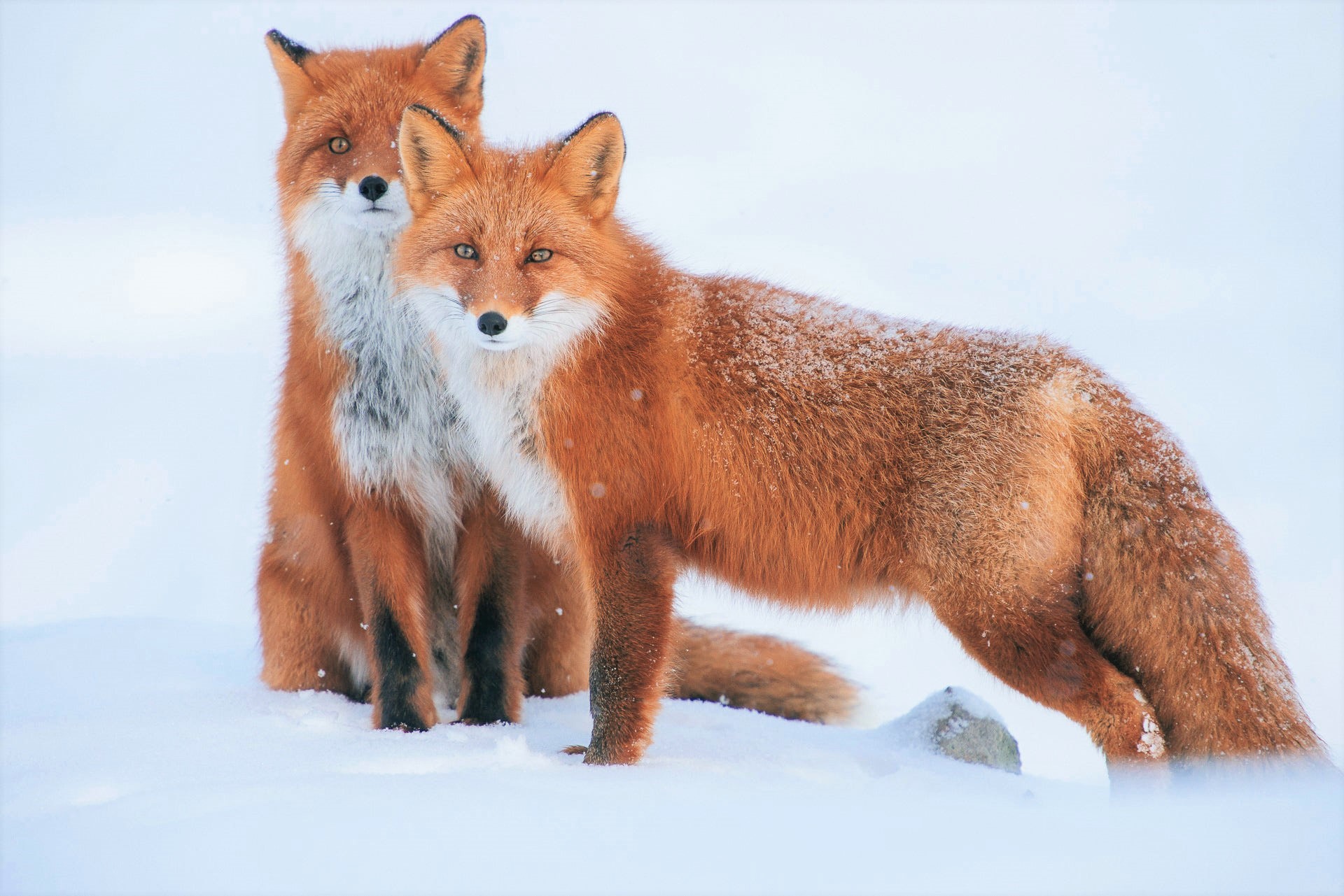883133壁紙のダウンロード動物, 狐, レッドフォックス, 雪, 降雪, 冬-スクリーンセーバーと写真を無料で