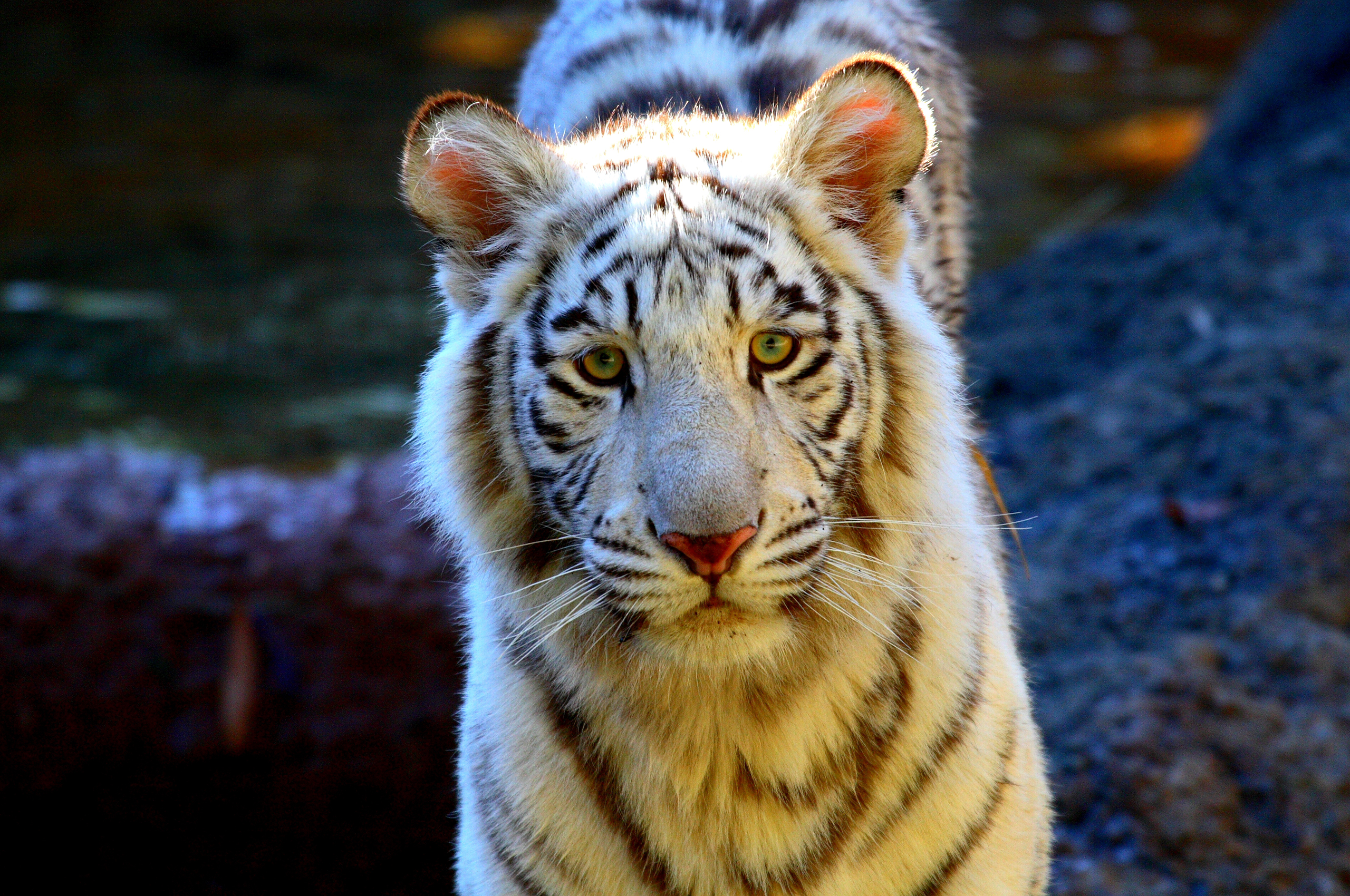 Handy-Wallpaper Tiere, Katzen, Tiger kostenlos herunterladen.