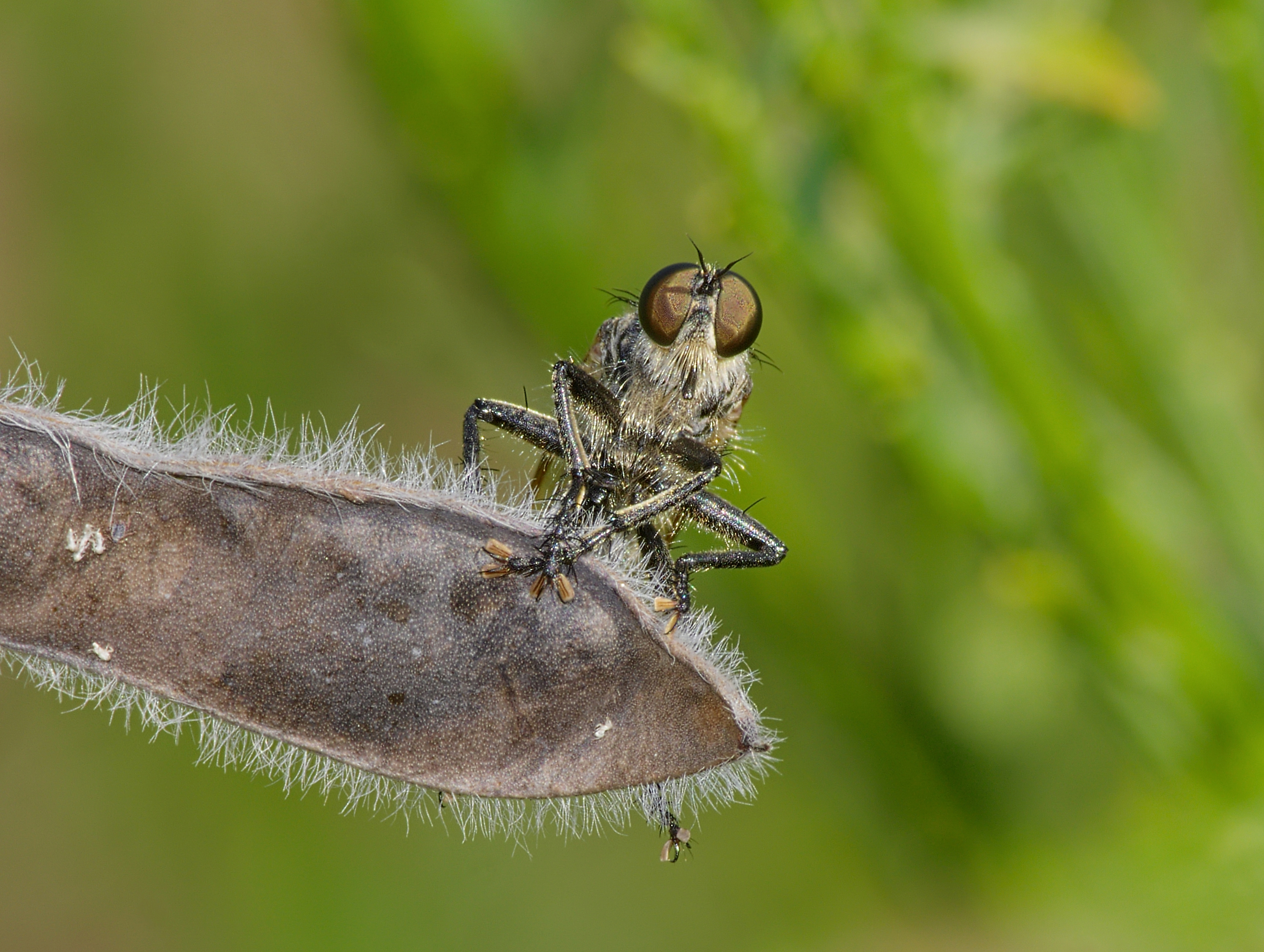 Download mobile wallpaper Animal, Fly, Robber Fly for free.