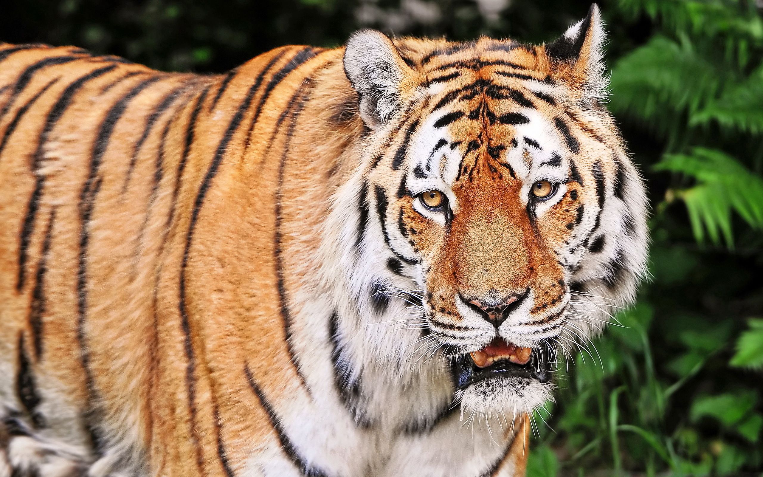 69810 descargar imagen animales, agresión, bozal, rayas, rayado, tigre: fondos de pantalla y protectores de pantalla gratis