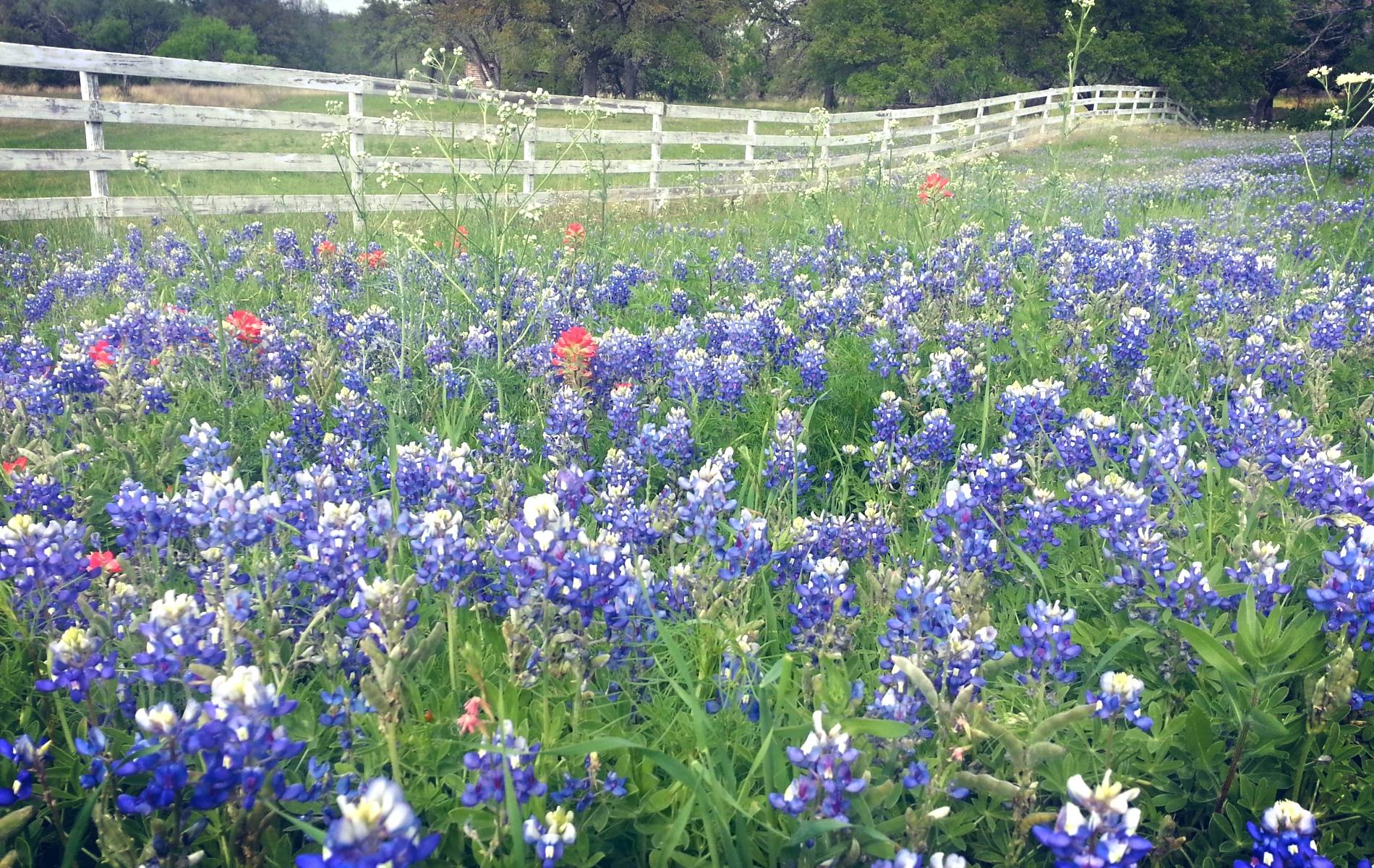 Download mobile wallpaper Earth, Fence, Purple Flower, Texas Bluebonnets for free.