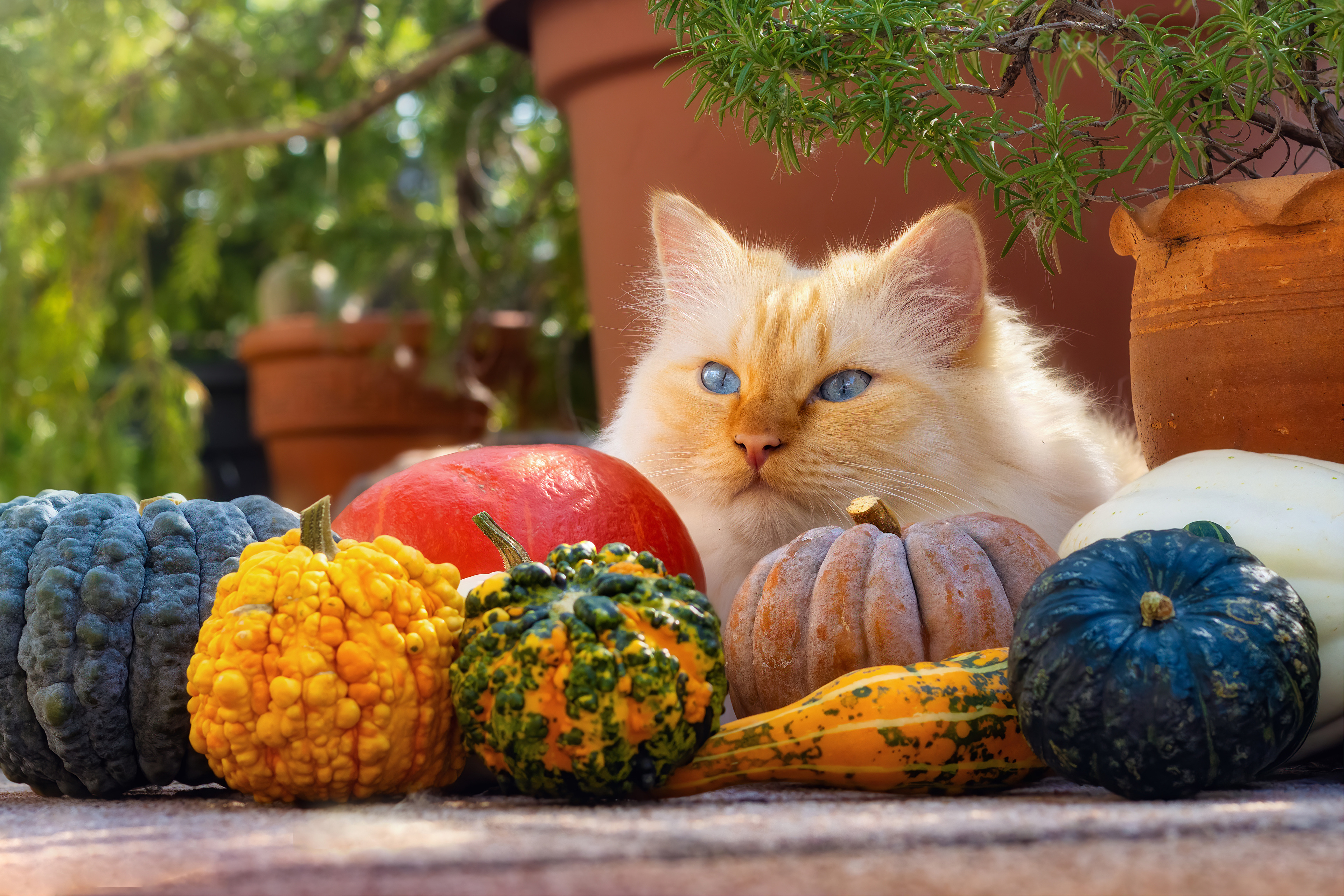 Baixe gratuitamente a imagem Animais, Gatos, Gato na área de trabalho do seu PC