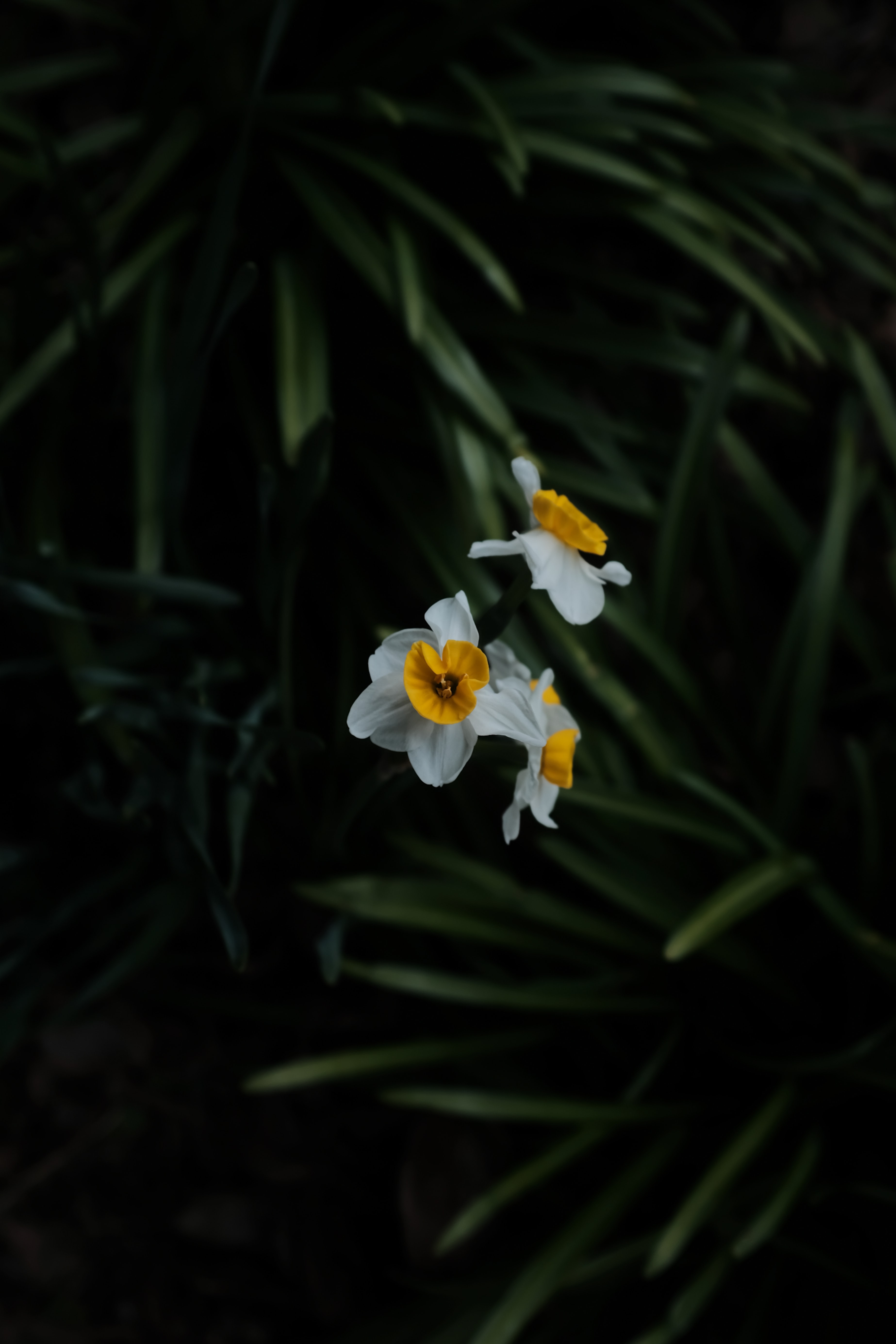 Free download wallpaper Flowers, Narcissussi, Plant, Macro, Blur on your PC desktop