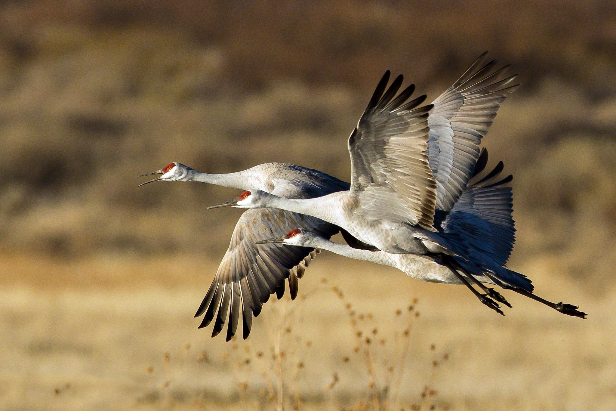 Download mobile wallpaper Bird, Birds, Animal for free.