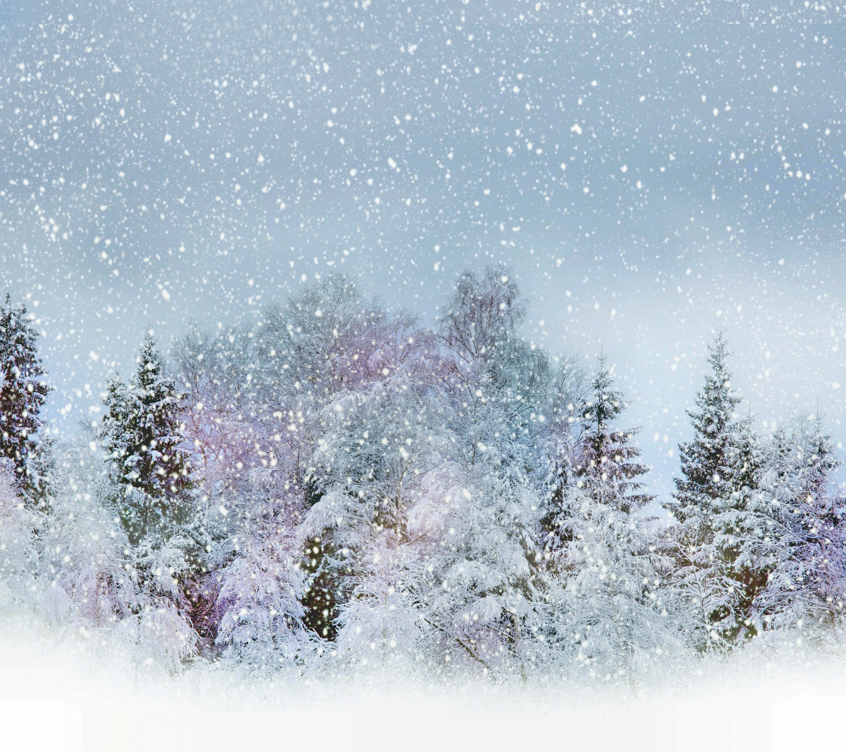 Скачать картинку Зима, Природа, Небо, Снег, Дерево, Туман, Белый, Земля/природа в телефон бесплатно.