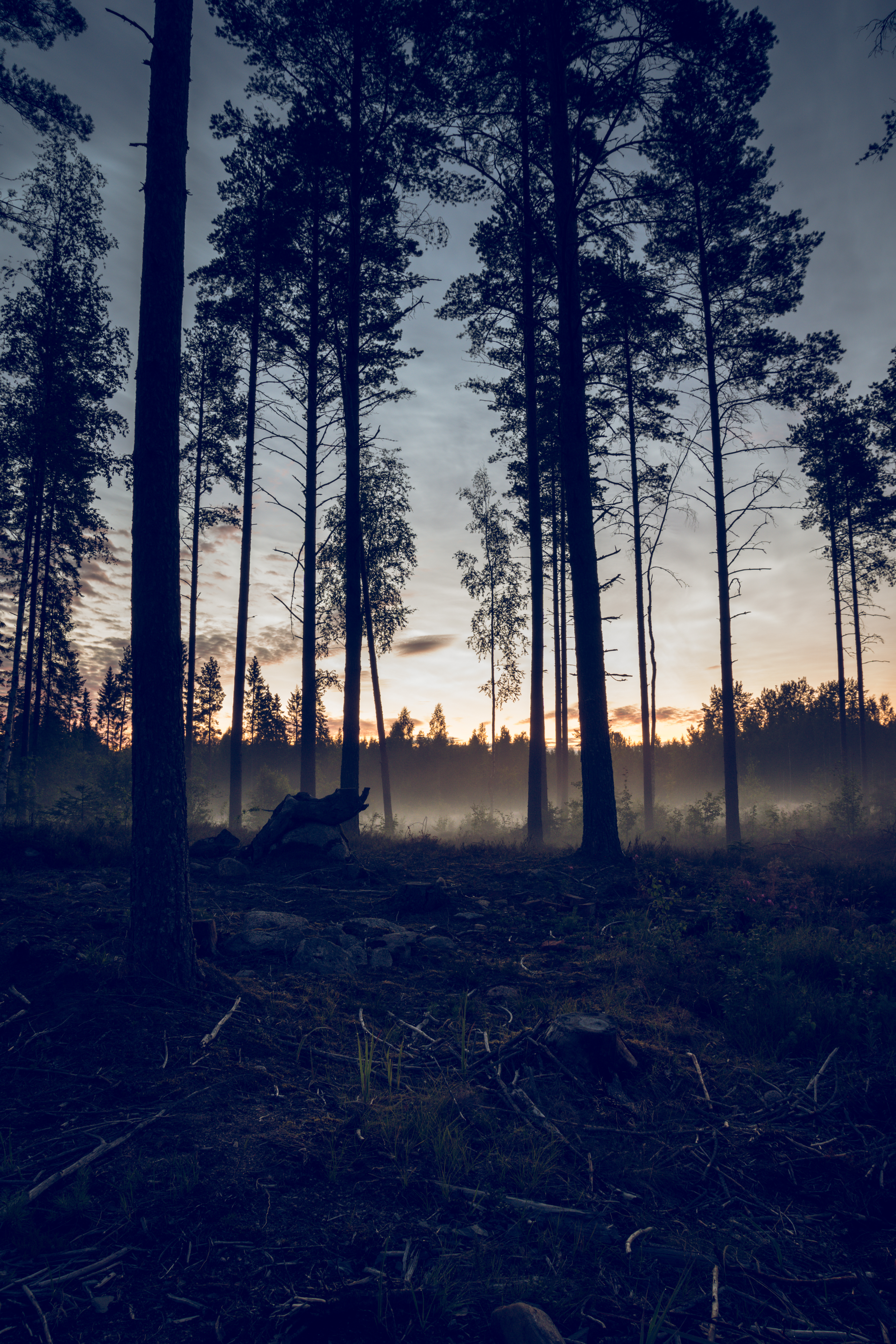 forest, nature, trees, sunset, fog, spruce, fir cell phone wallpapers