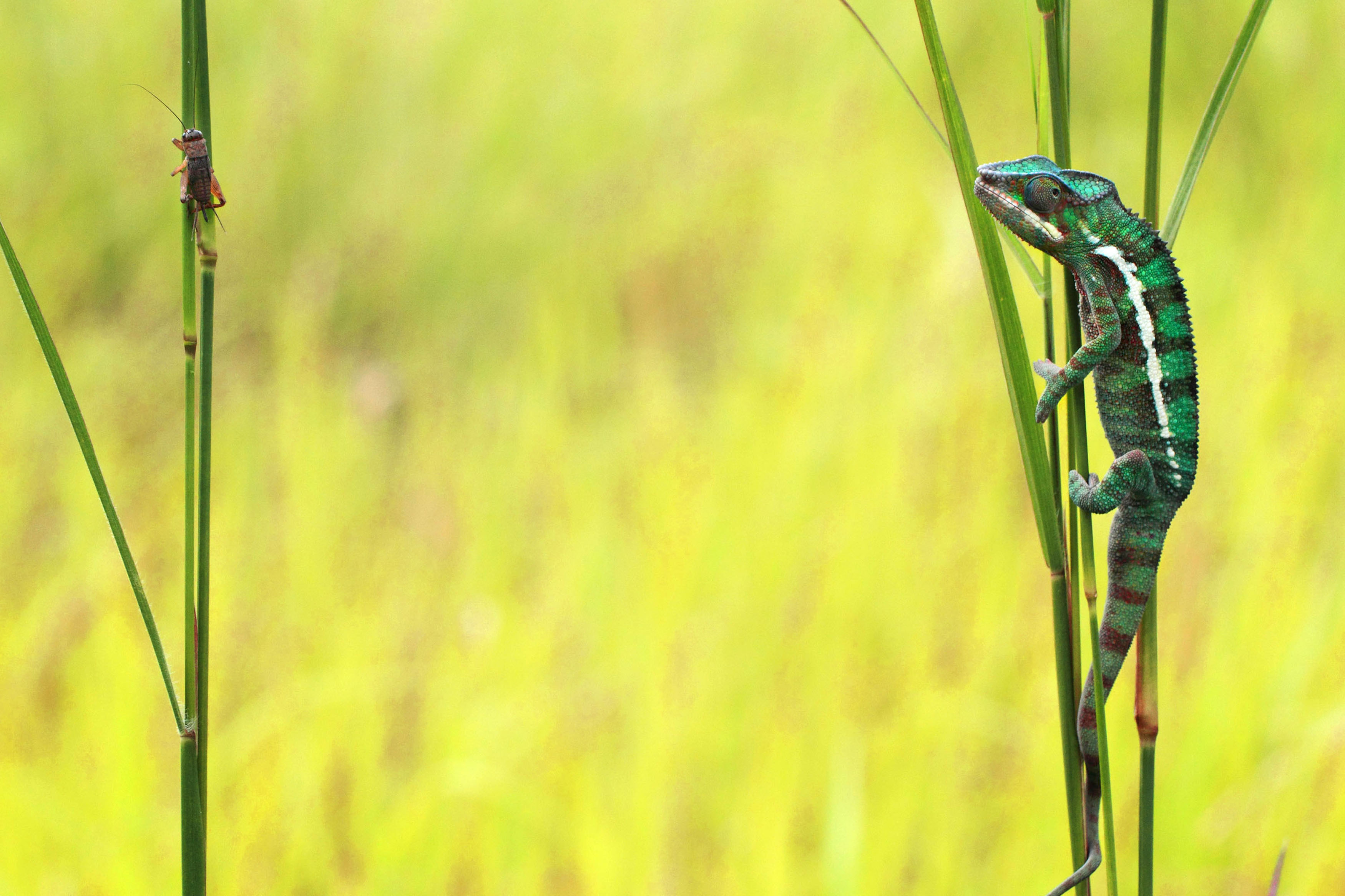 Free download wallpaper Animal, Chameleon, Reptiles on your PC desktop