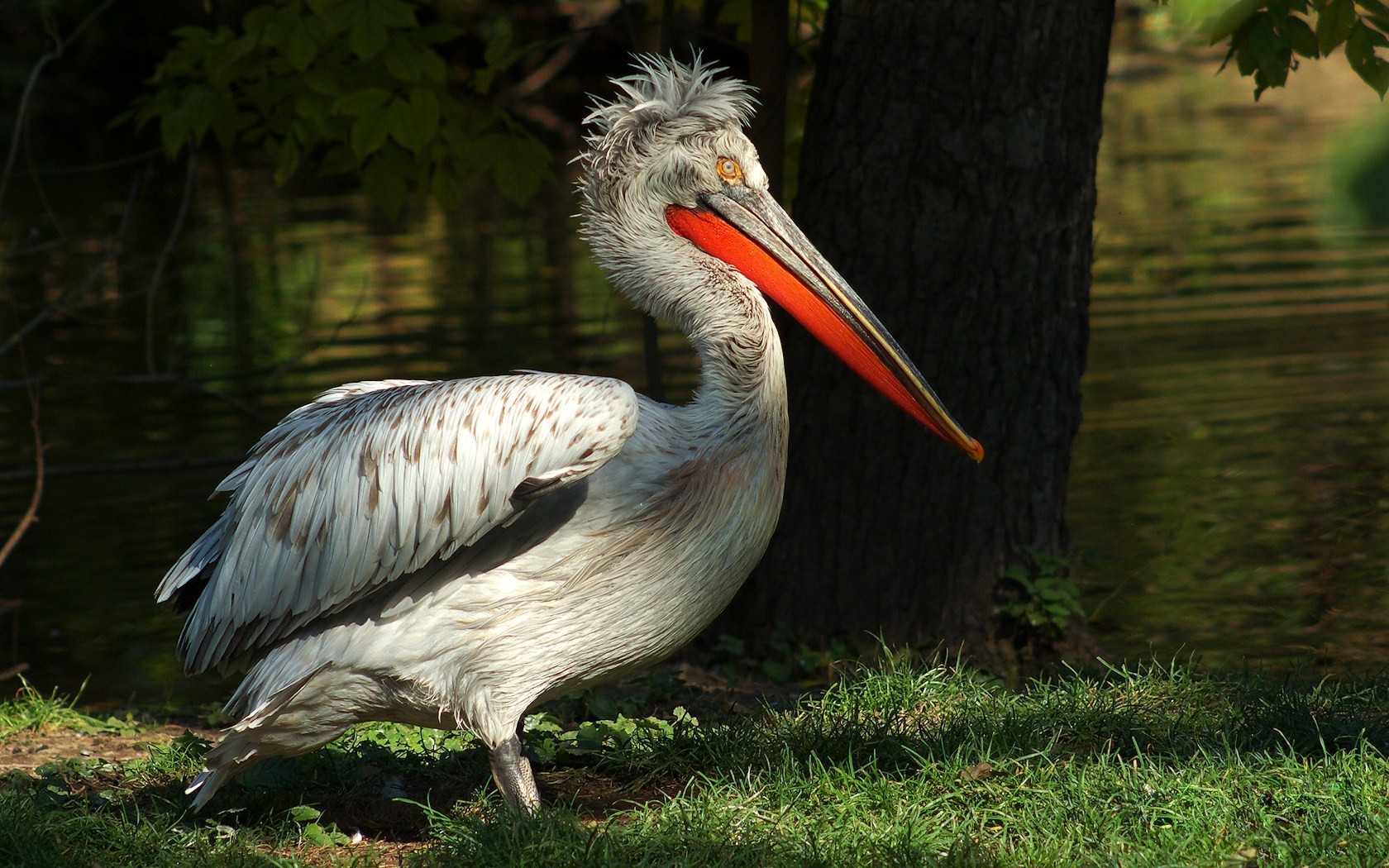 301708 Bild herunterladen tiere, pelikan, vögel - Hintergrundbilder und Bildschirmschoner kostenlos