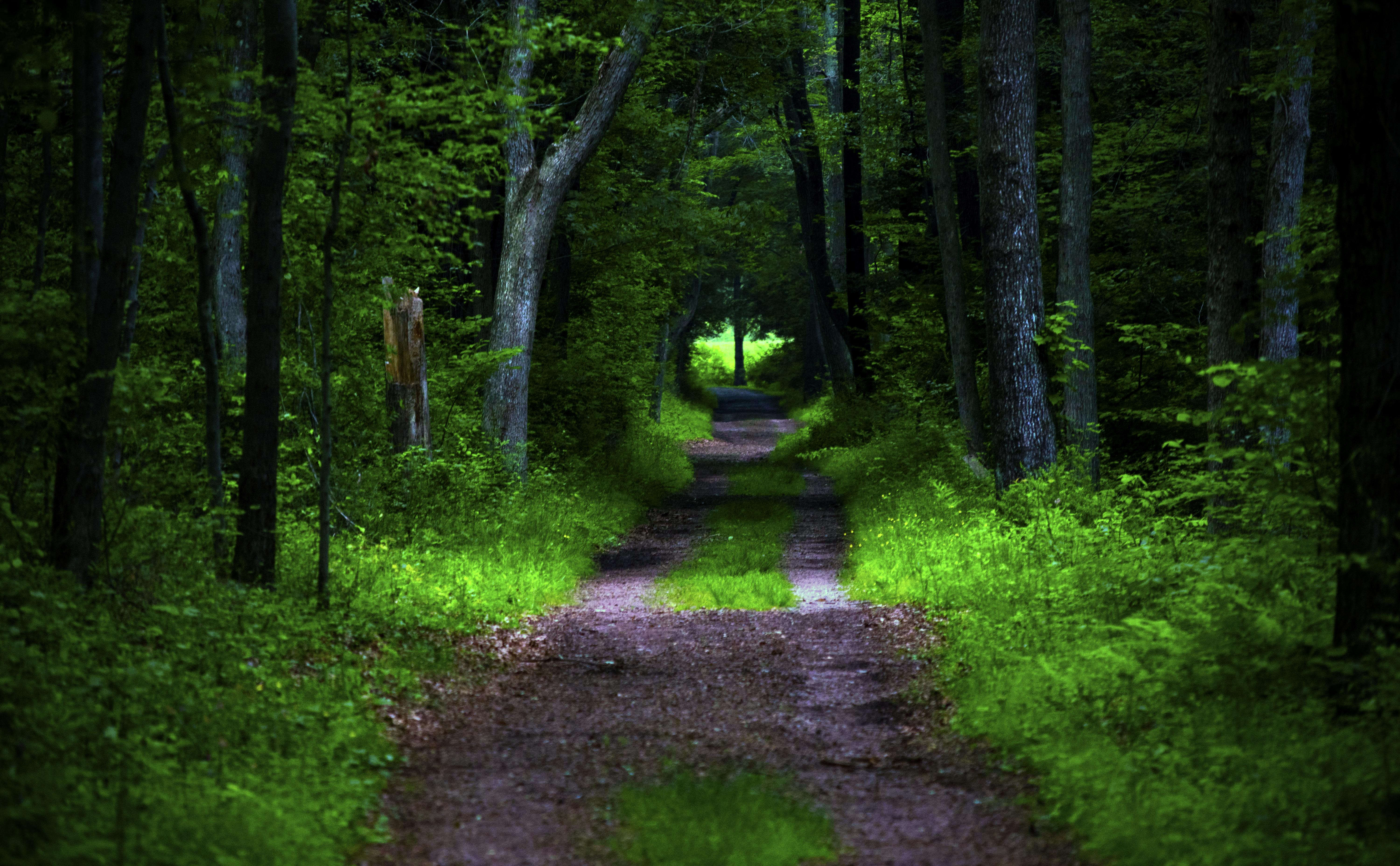 Téléchargez gratuitement l'image Route, Forêt, Arbres, Nature, Végétation sur le bureau de votre PC