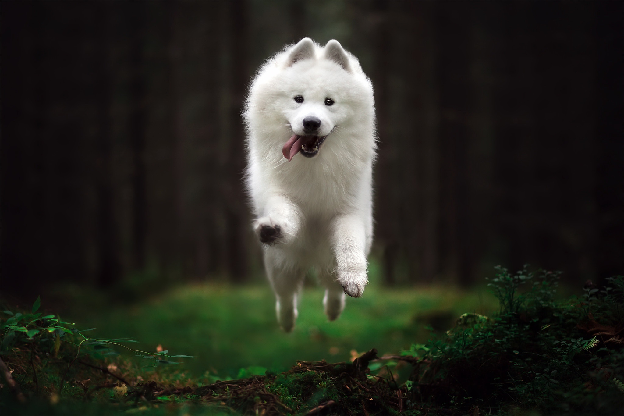 PCデスクトップに動物, 犬, サモエド, 被写界深度画像を無料でダウンロード