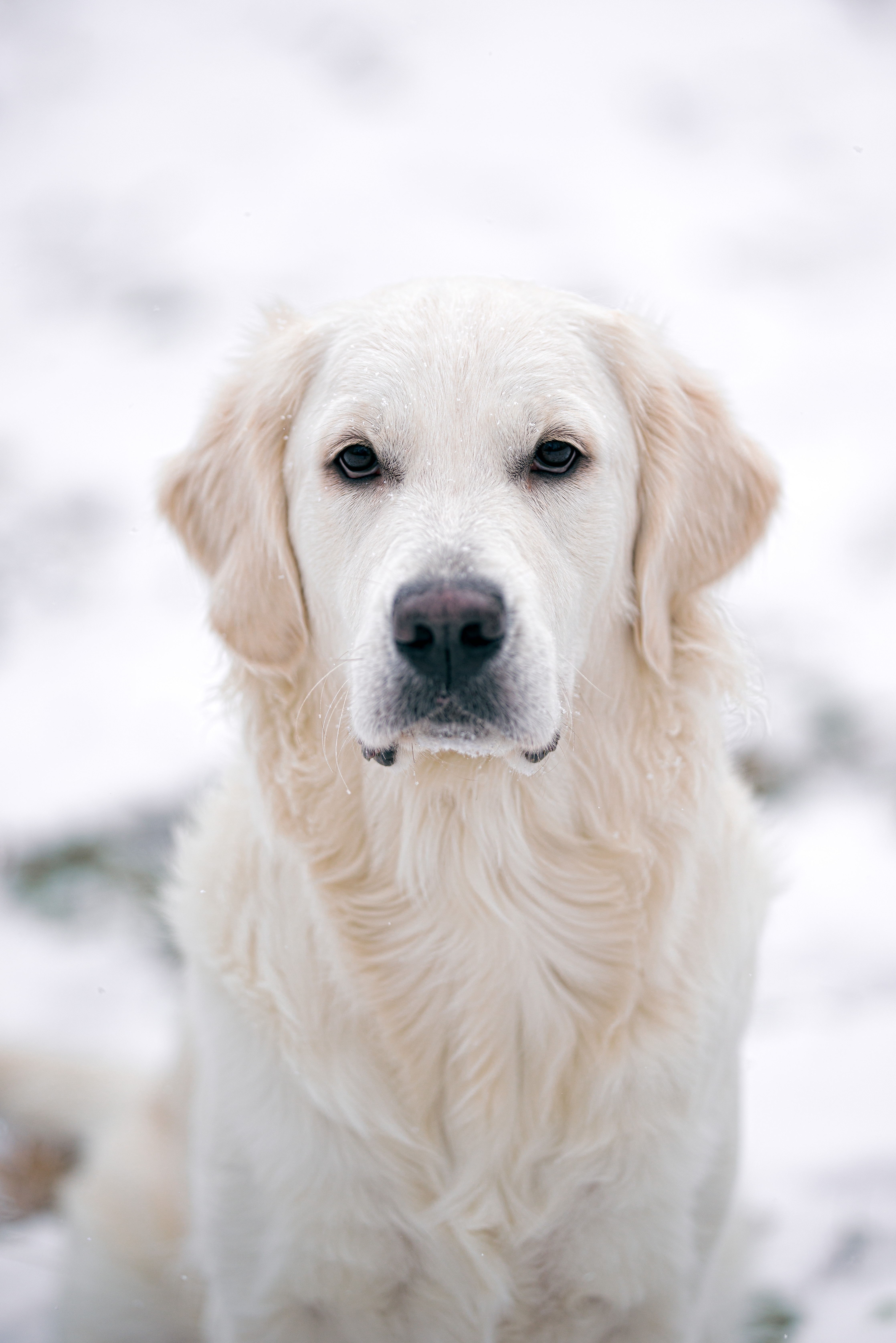 golden retriever, pet, white, animals, dog 1080p